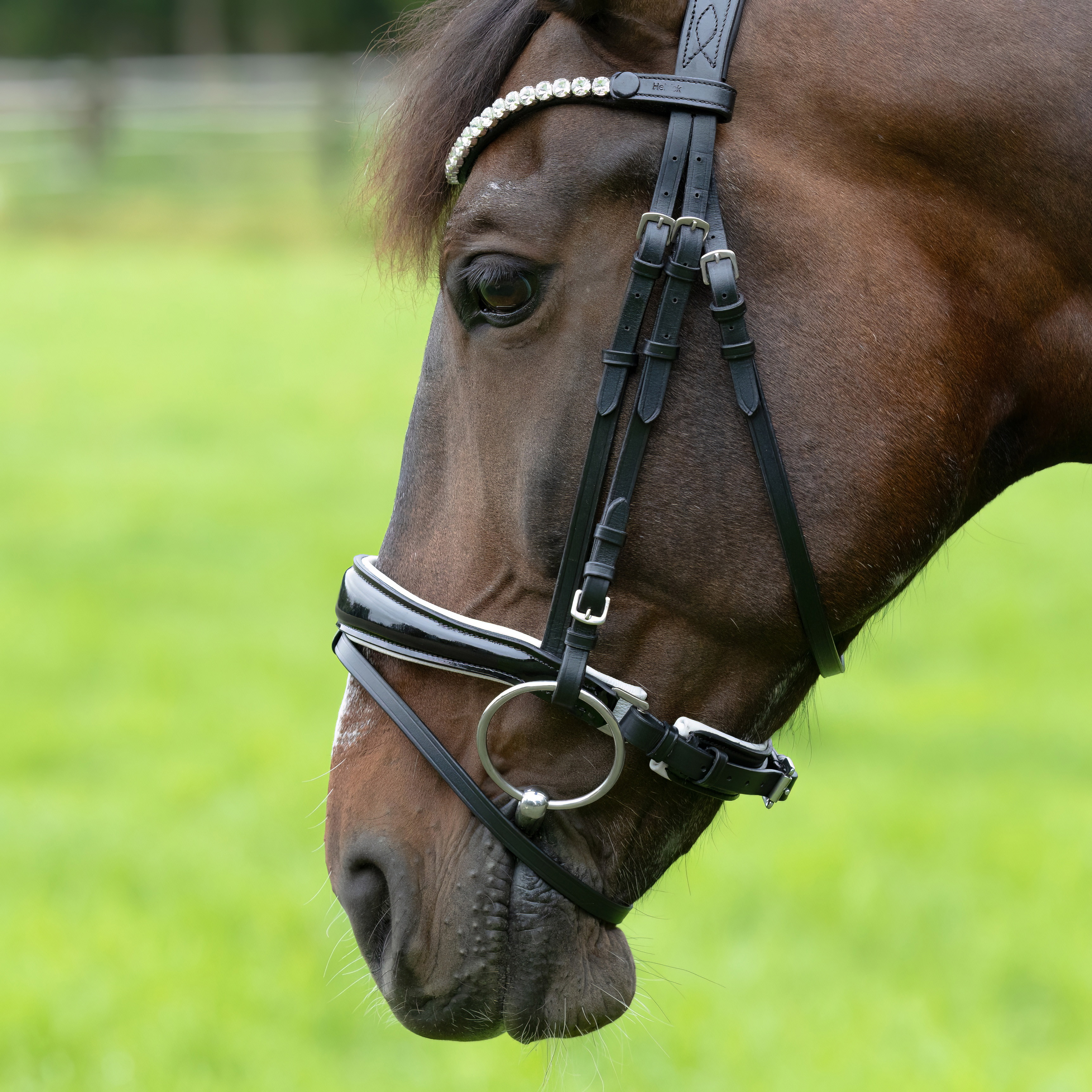 Reithalfter-Competition-Schwarz-Weiss-Lack-Schnallen-Warmblut-Vollblut