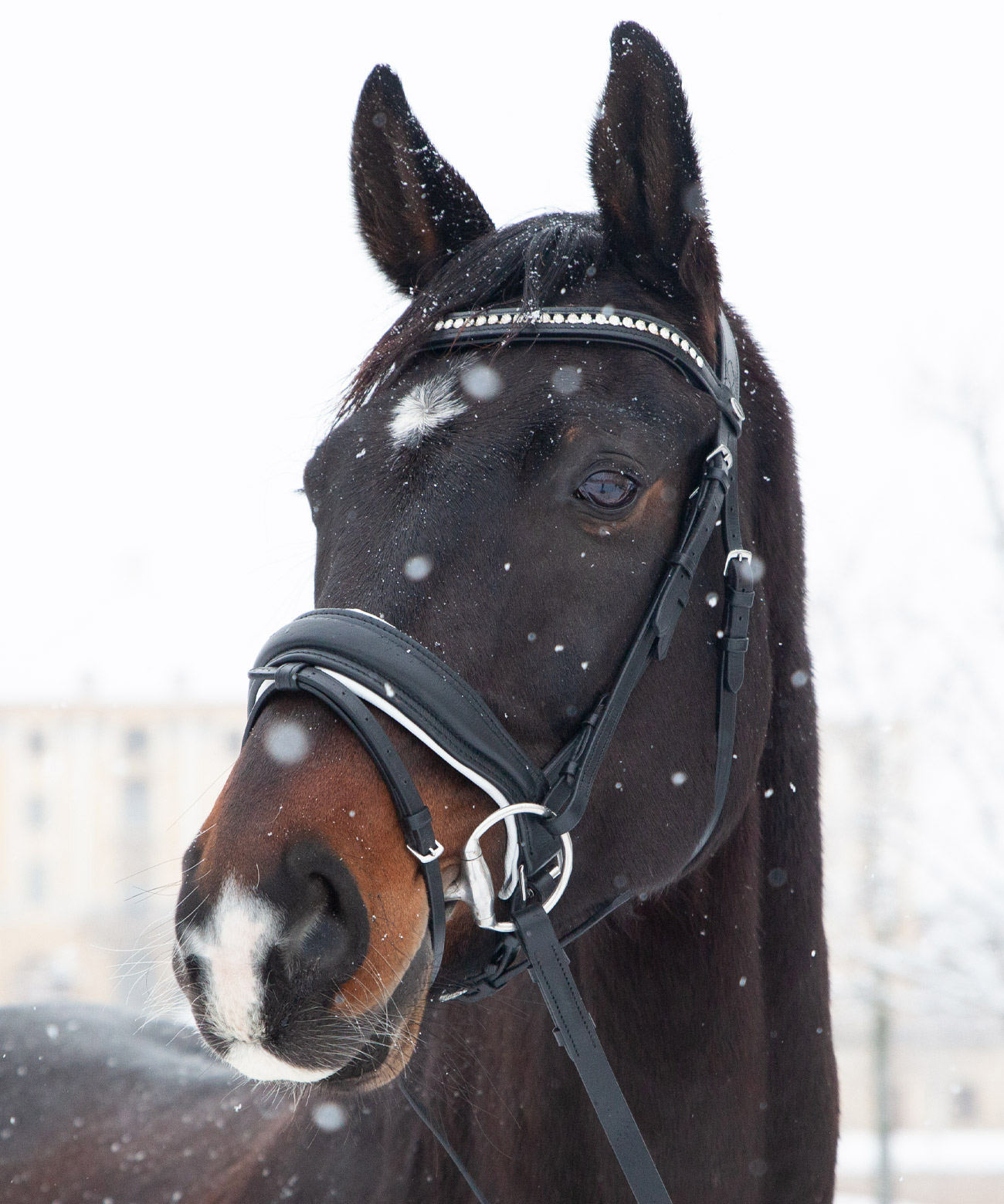 Trense-anatomisch-Custom-Weiss-mit-Zaumhaken