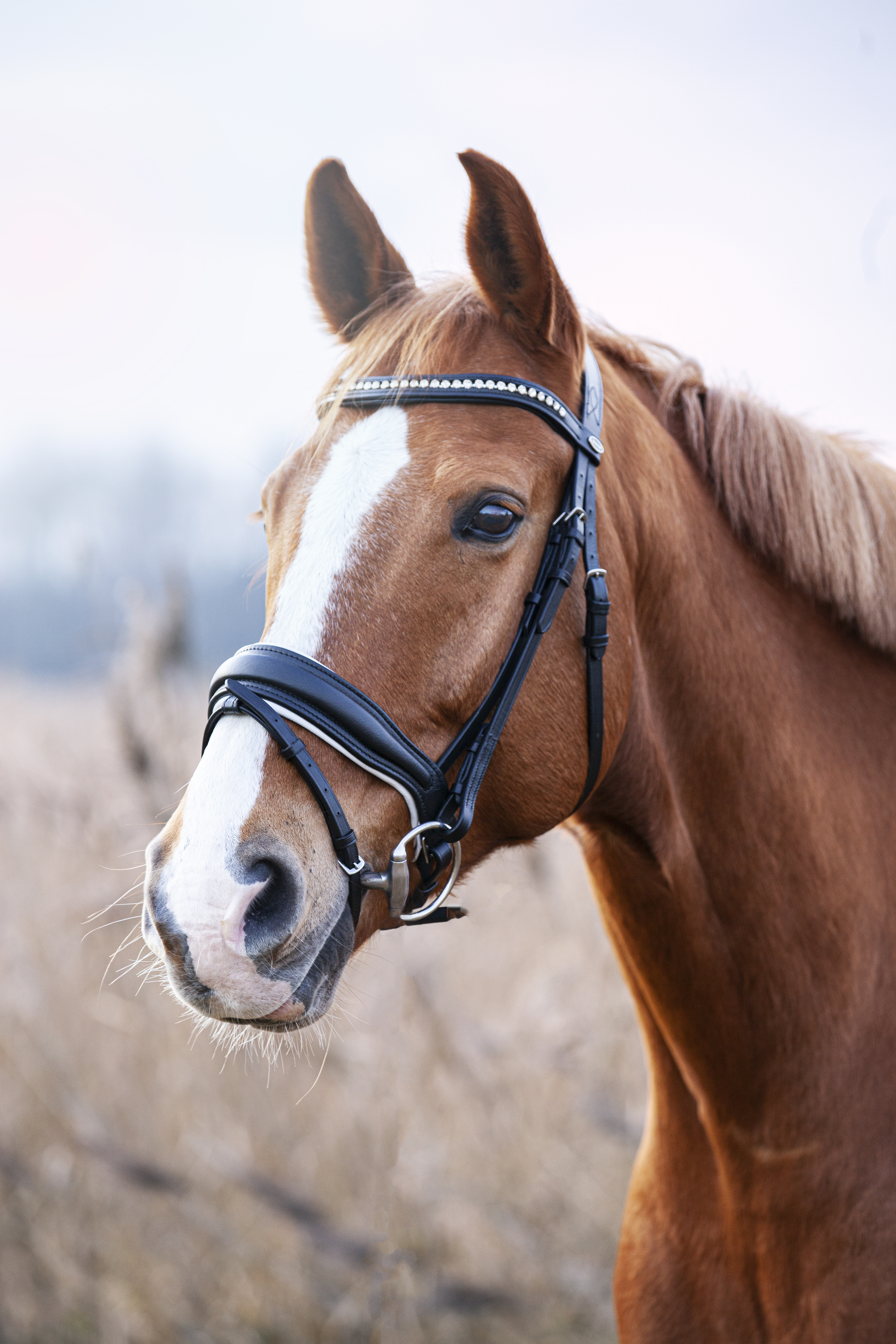 Trense-Custom-Schwarz-Weiss-anatomisch-2