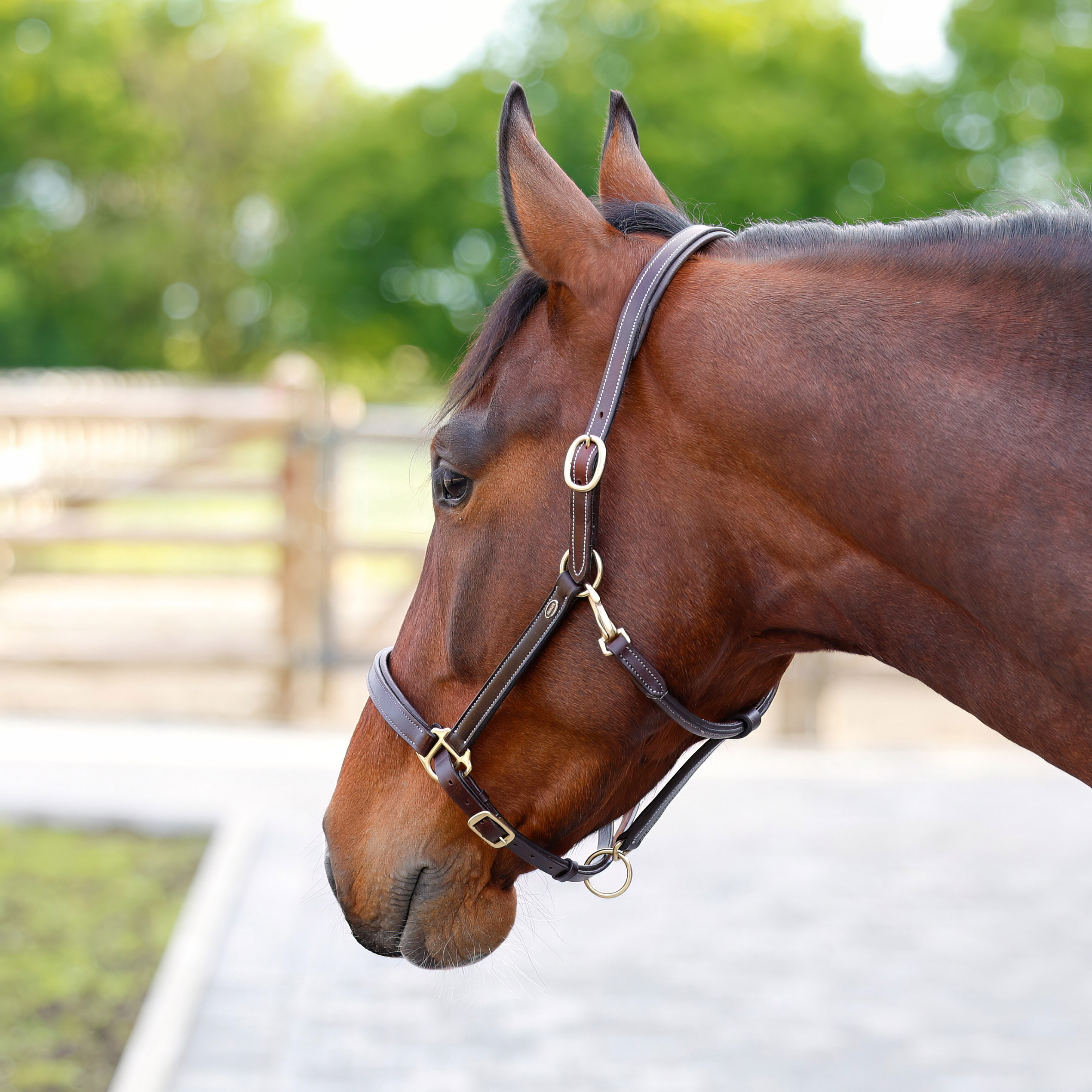 Lederhalfter-Braun-Nero