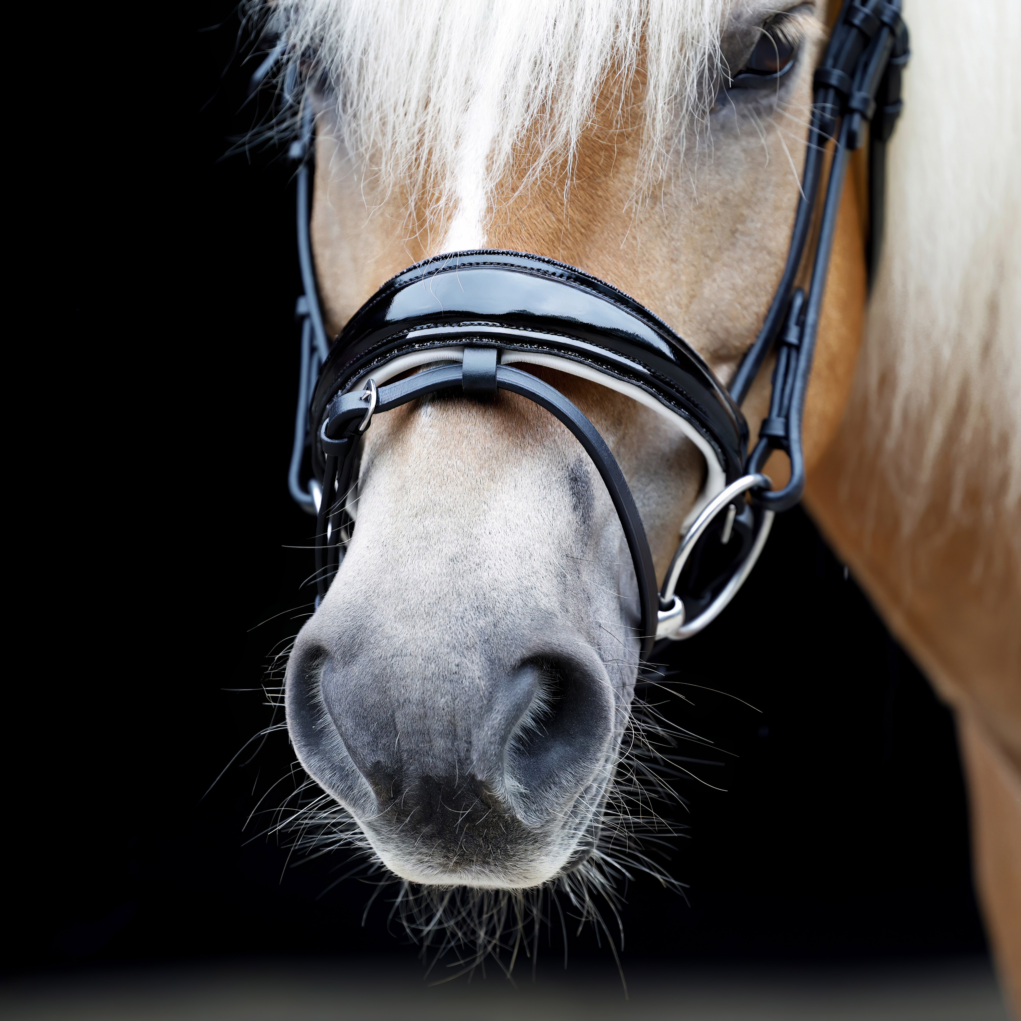 Reithalfter-abnehmbarer-Sperrriemen-Schwarz-Weiss-Shiny-mit-Glitzer-Schwarz-