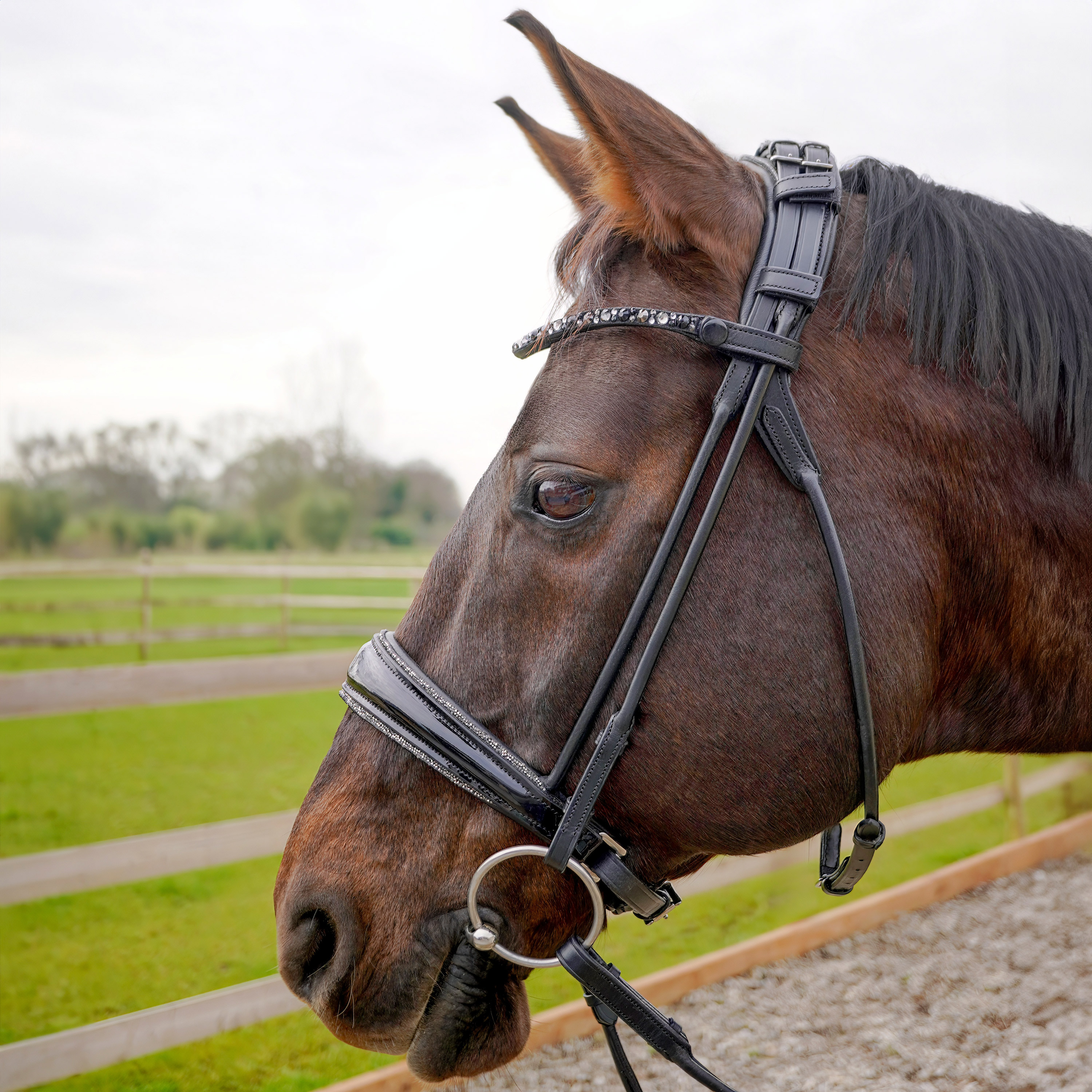 Trense-ProLine-Muenchen-Rund-Glitzer-Nasenriemen-Zaumhaken-ohne-Sperrriemen