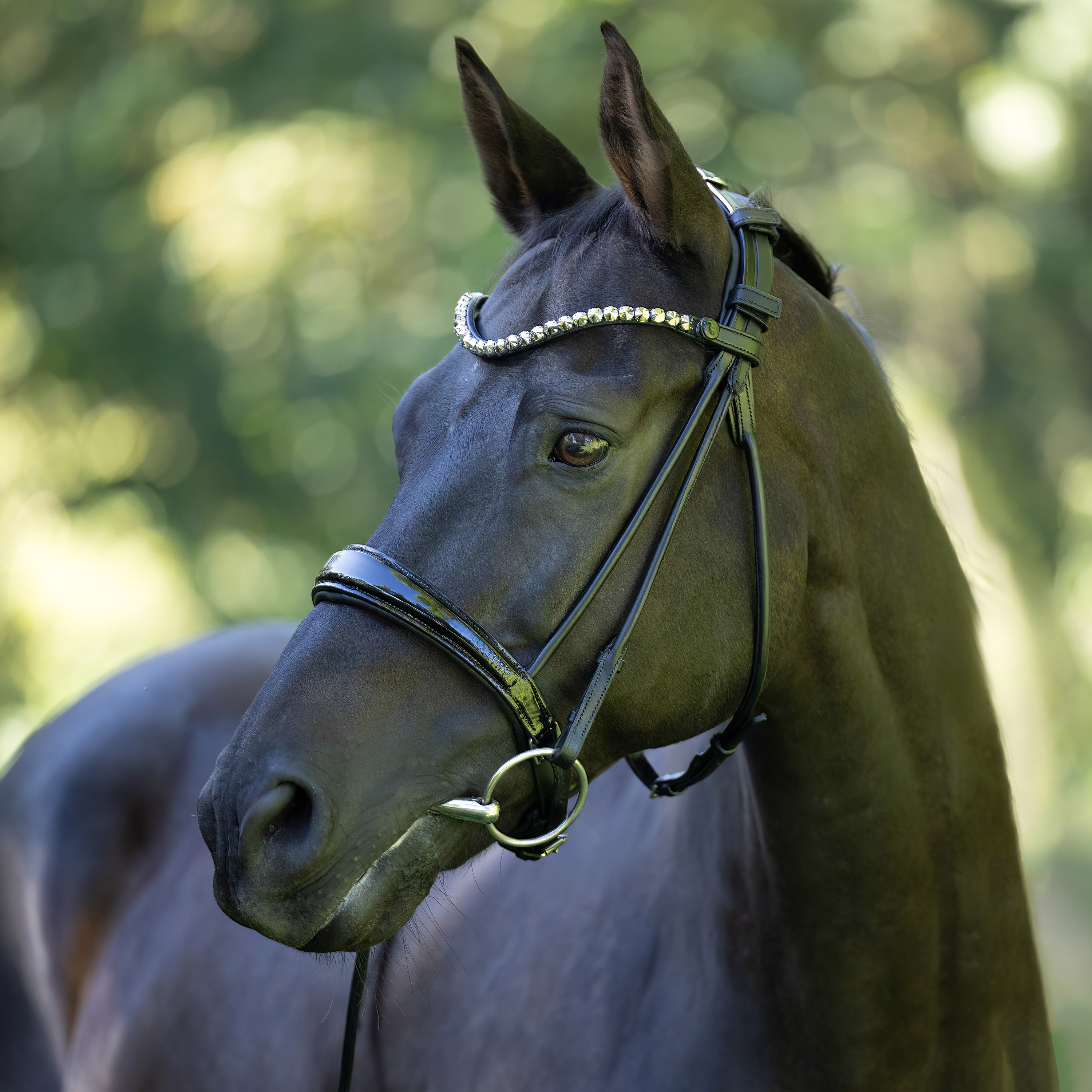 Trense-ProLine-Muenchen-Rund-Zaumhaken-ohne-Sperrriemen-Warmblut