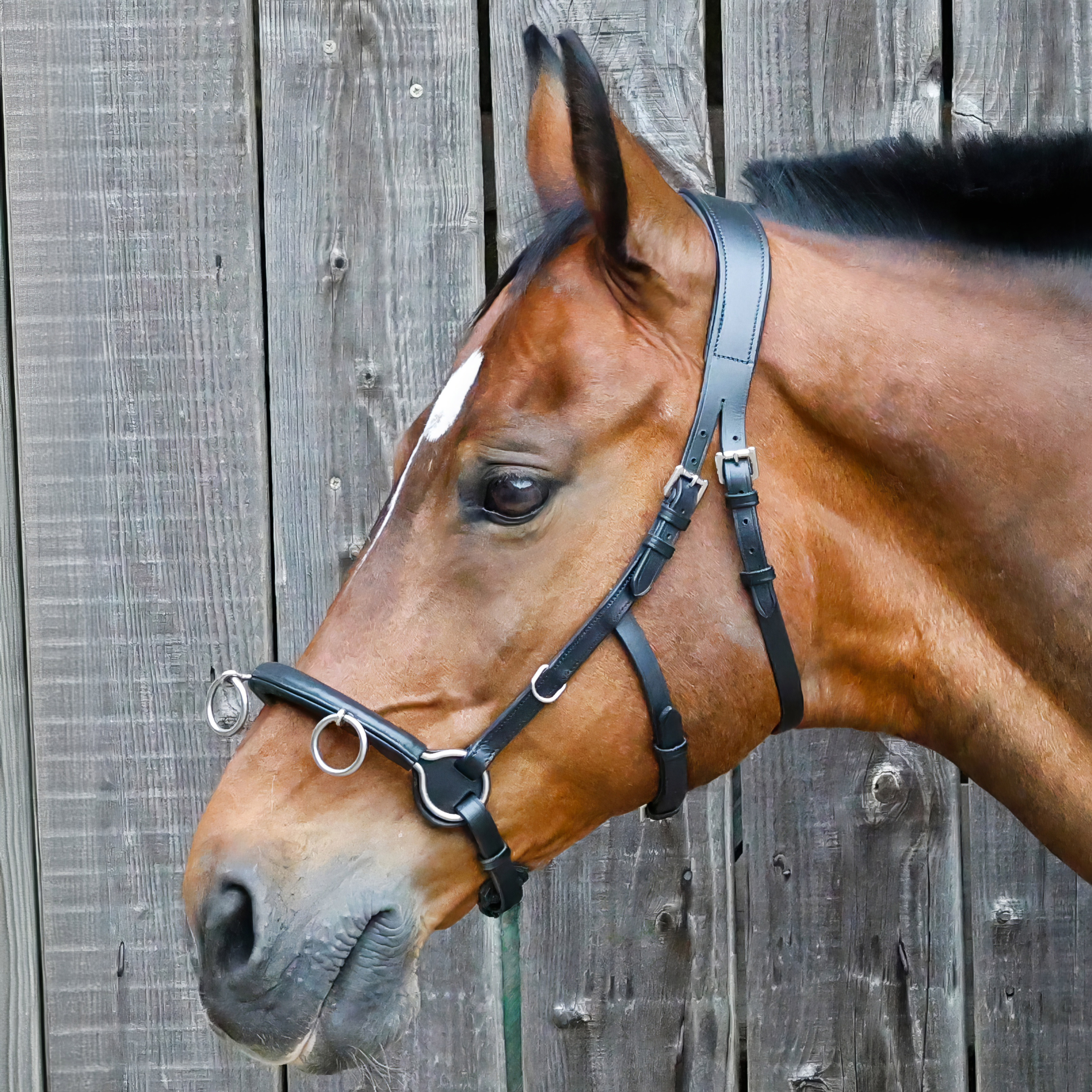 Cavesson-Kappzaum-Cavecon-mit-Gebissriemen-Schwarz