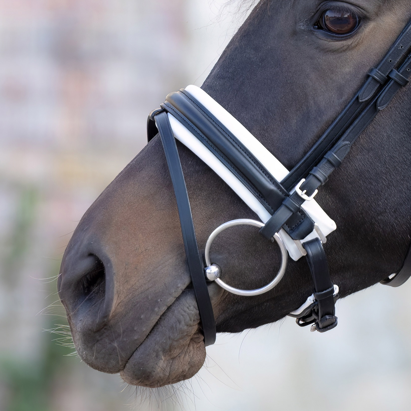 Reithalfter-Motion-Schwarz-Weiss-Schnallen