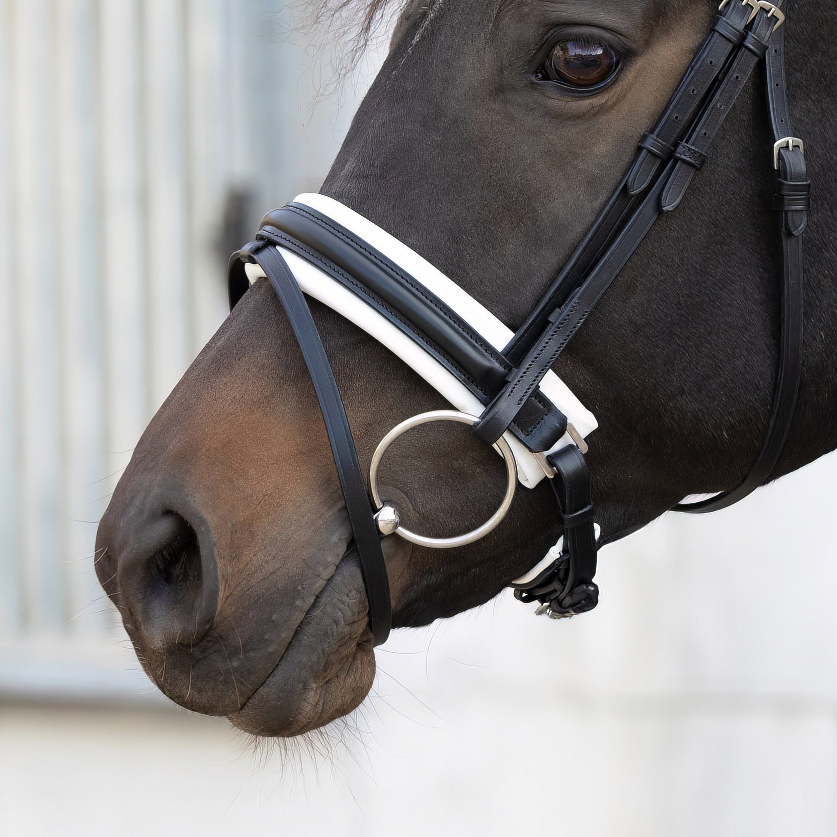 Reithalfter-Motion-Schwarz-Weiss-Zaumhaken