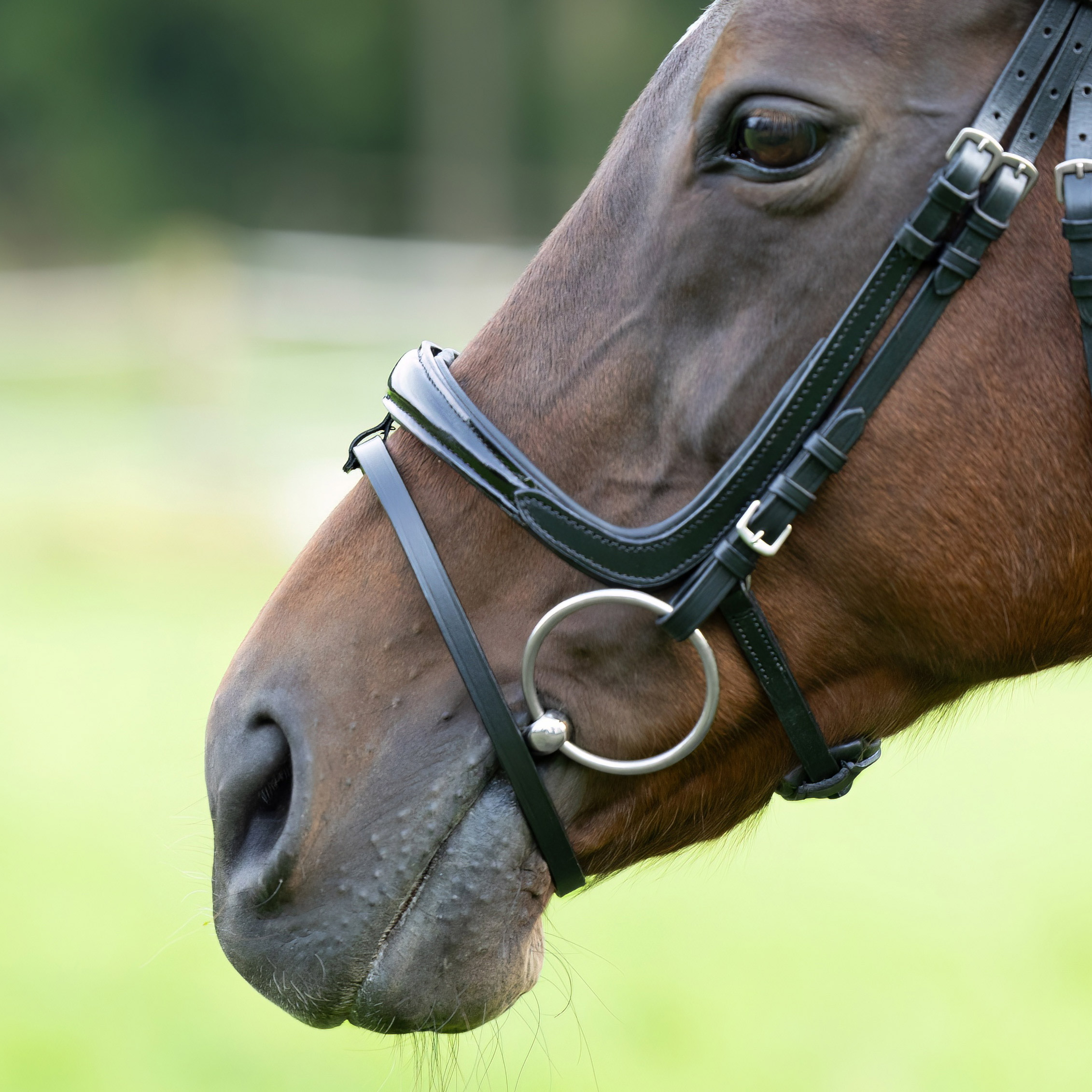 Reithalfter-Fenja-abnehmbarer-Sperrriemen-Lack-Schnallen-schwarz