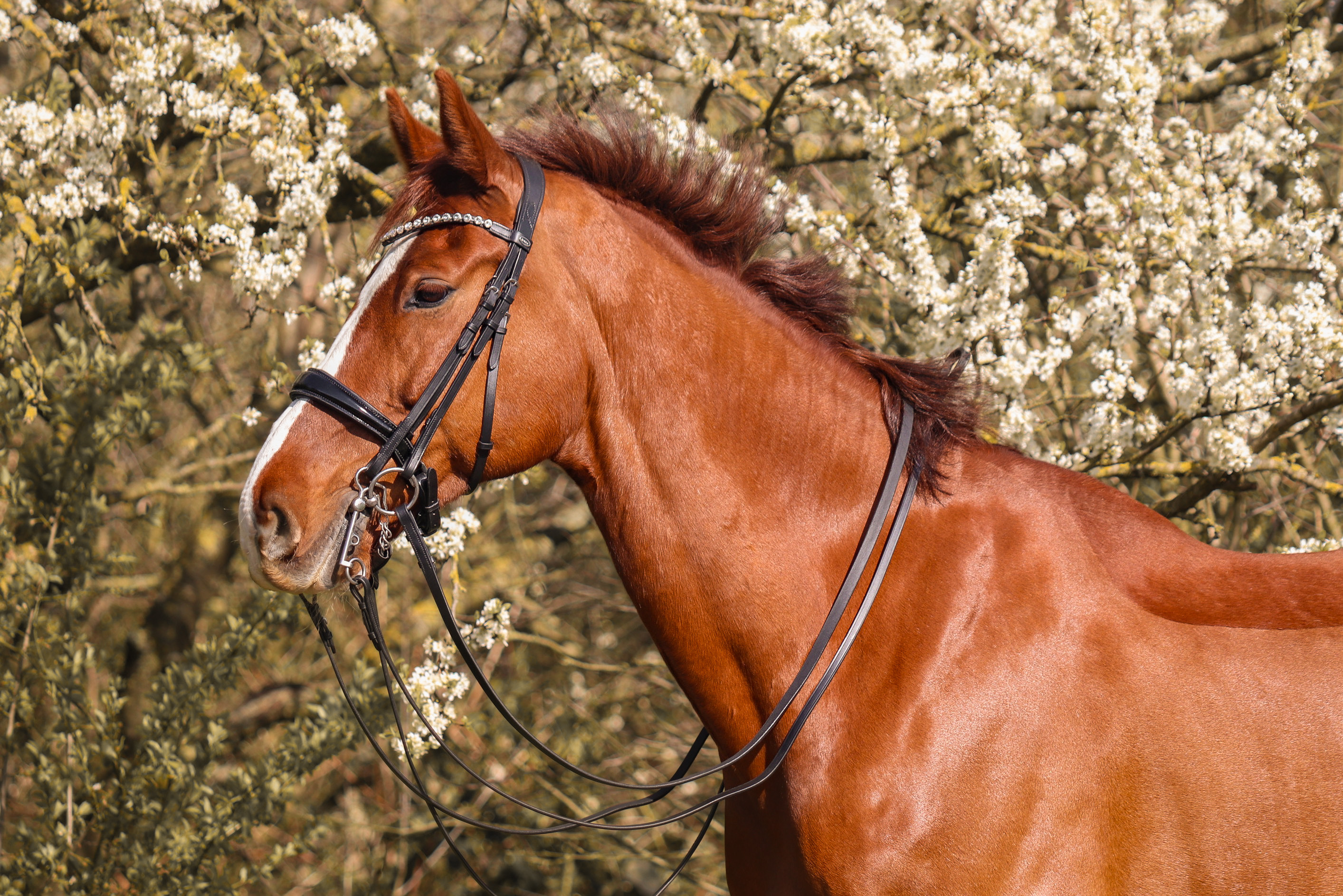 Kandare-Selina-Bec-Full-Victory-1