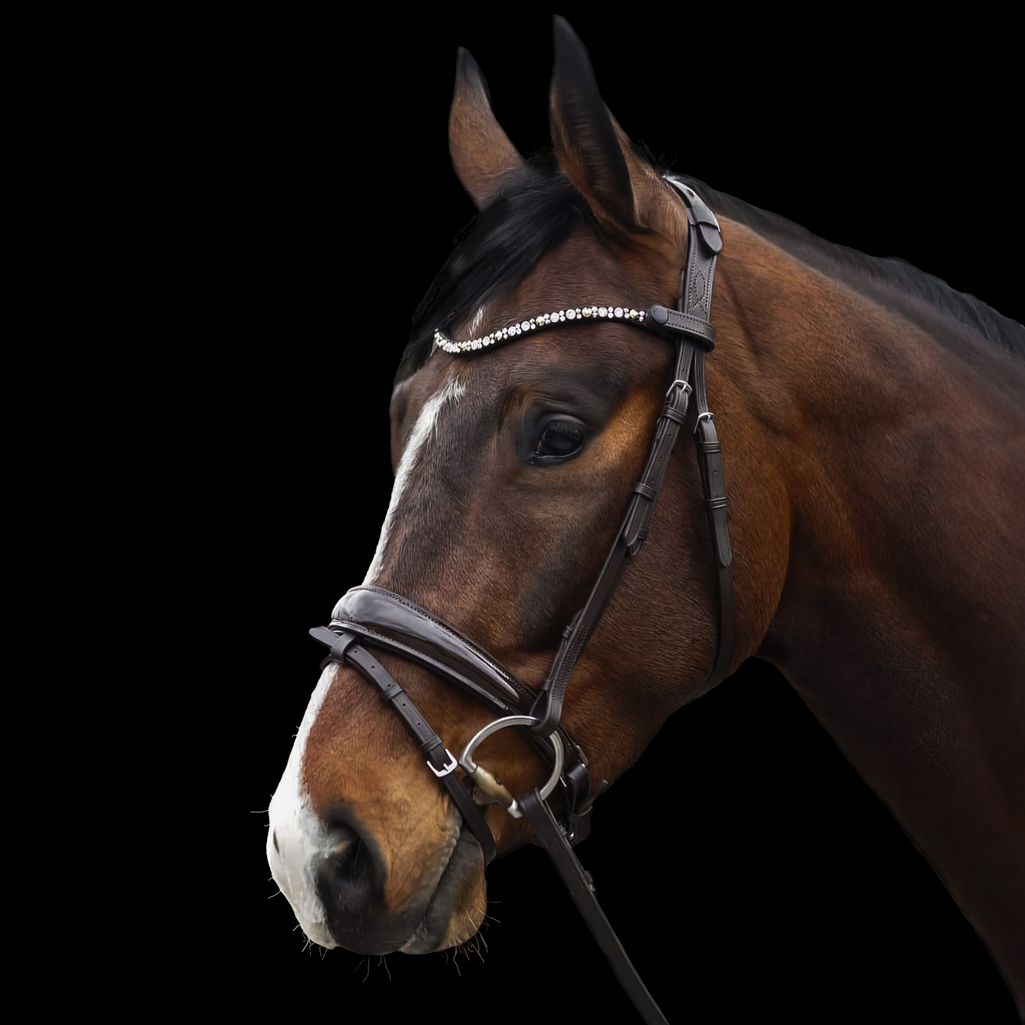 Trense-Performance-Braun-Lack-mit-Zaumhaken