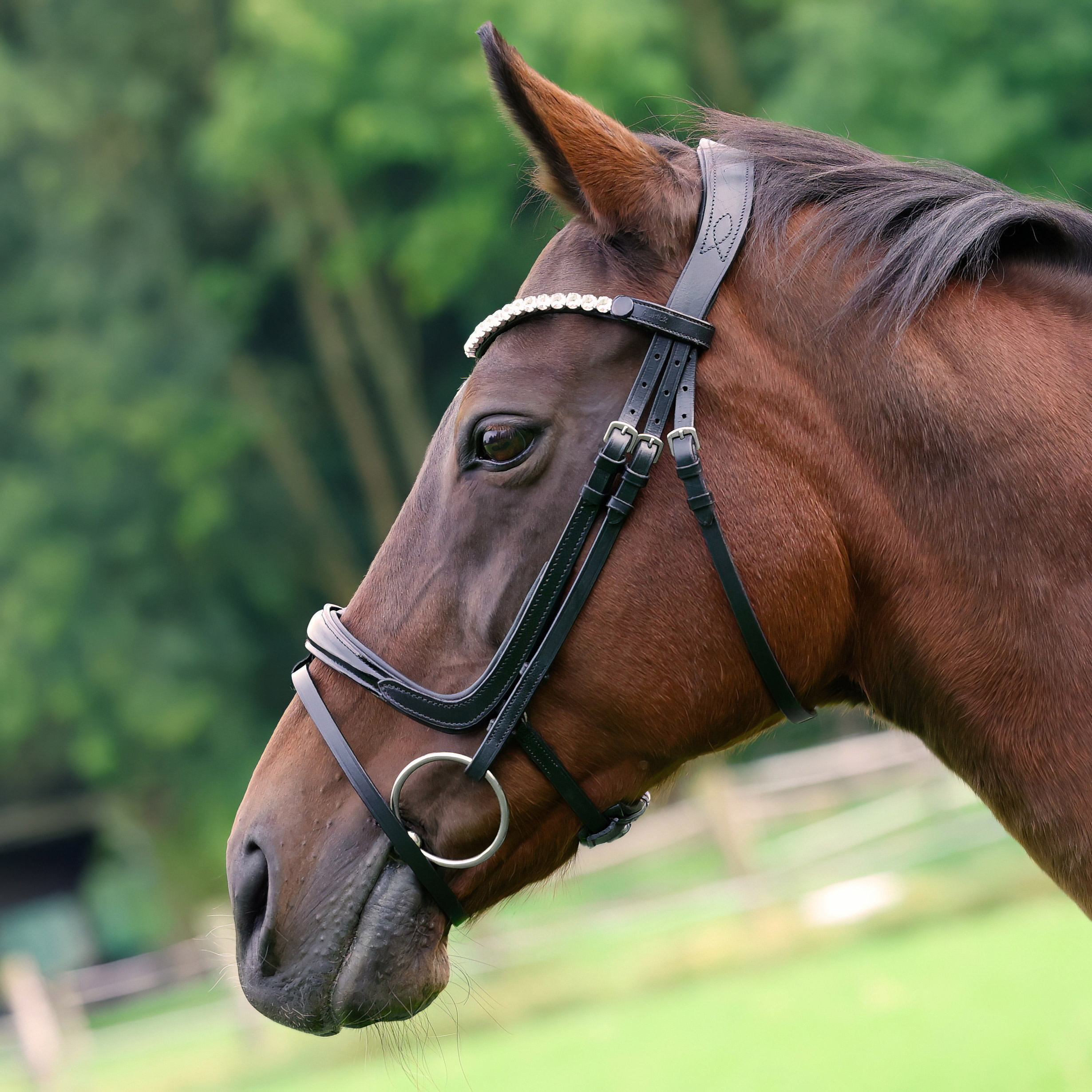 Trense-Fenja-abnehmbarer-Sperrriemen-Lack-Zaumhaken-schwarz