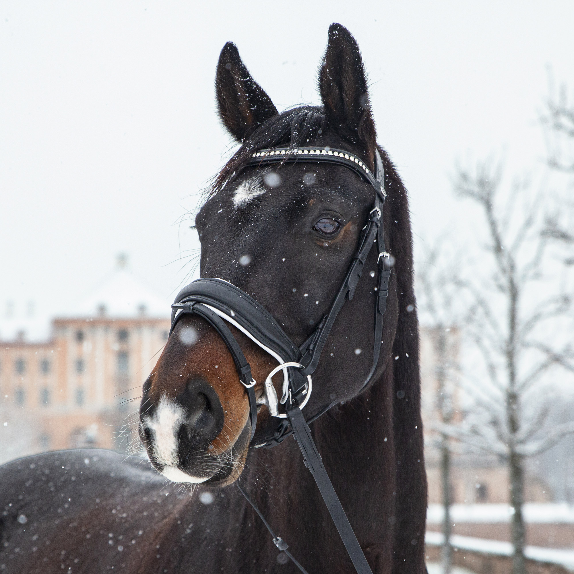 fantastic-custom-weiss-trense-white-polster-unterlegt-lefzen-ausschnitt-freiheit-anatomisch-nasenriemen-reithalfter