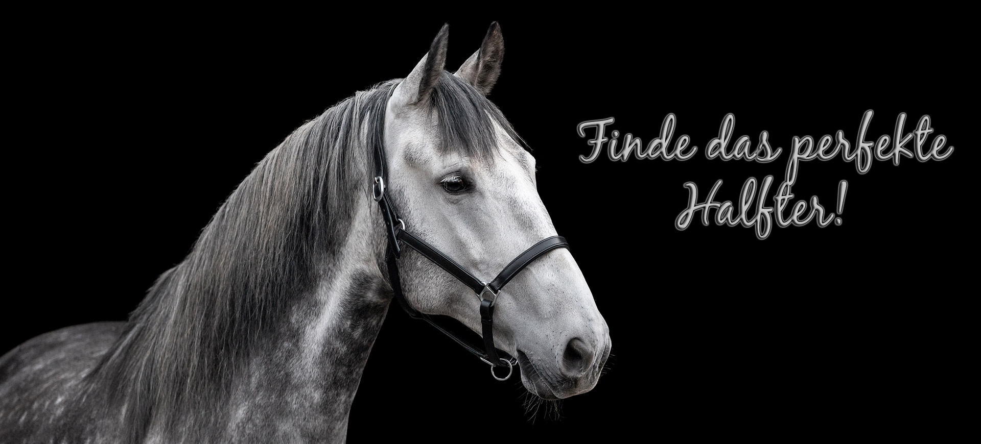 Finde-Dein-perfektes-Lederhalfter