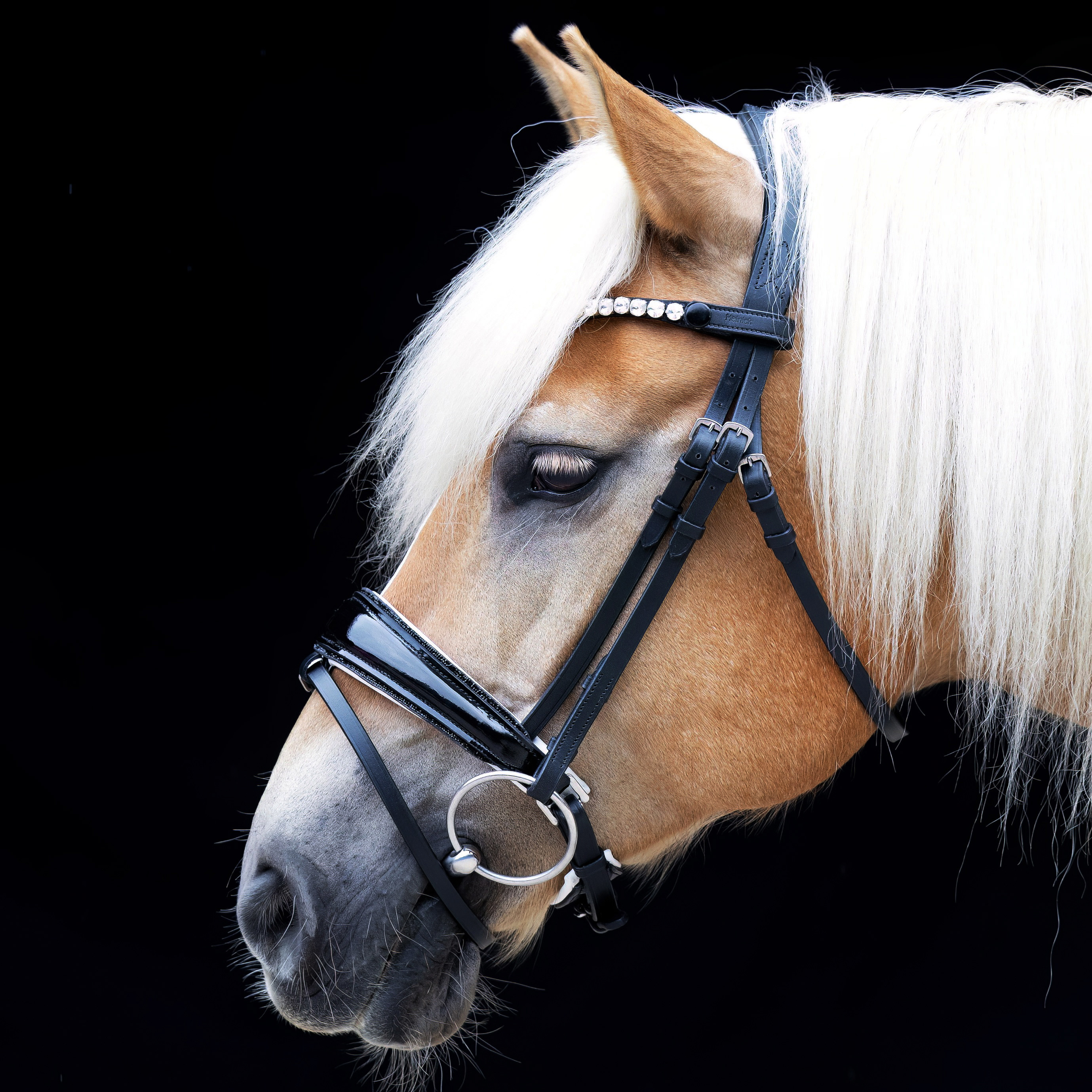 Trense-abnehmbarer-Sperrriemen-Schwarz-Weiss-Shiny-mit-Glitzer-Schwarz-