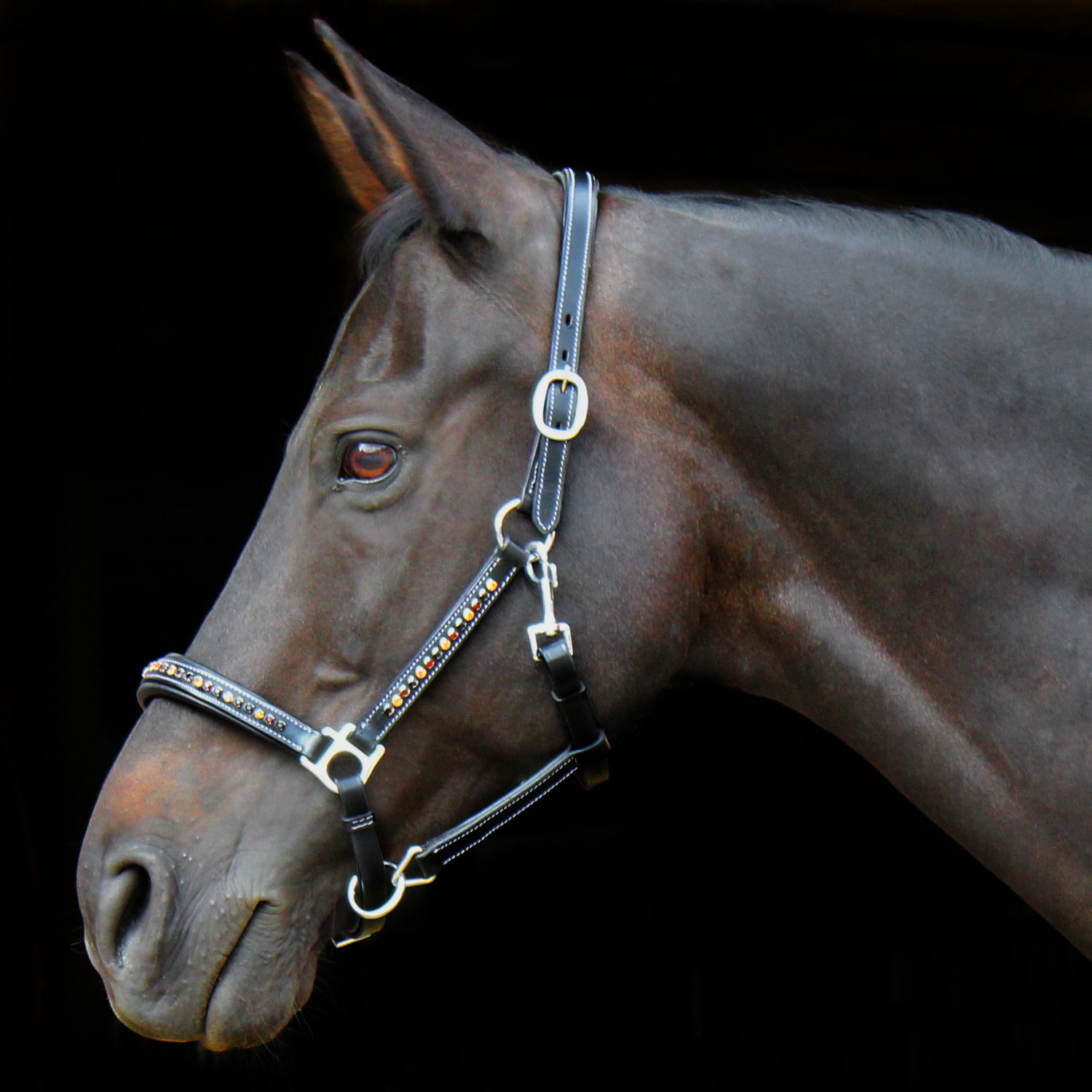 Lederhalfter-Braun-Beige-Schwarz-Bari-Heinick-Strass-Gold