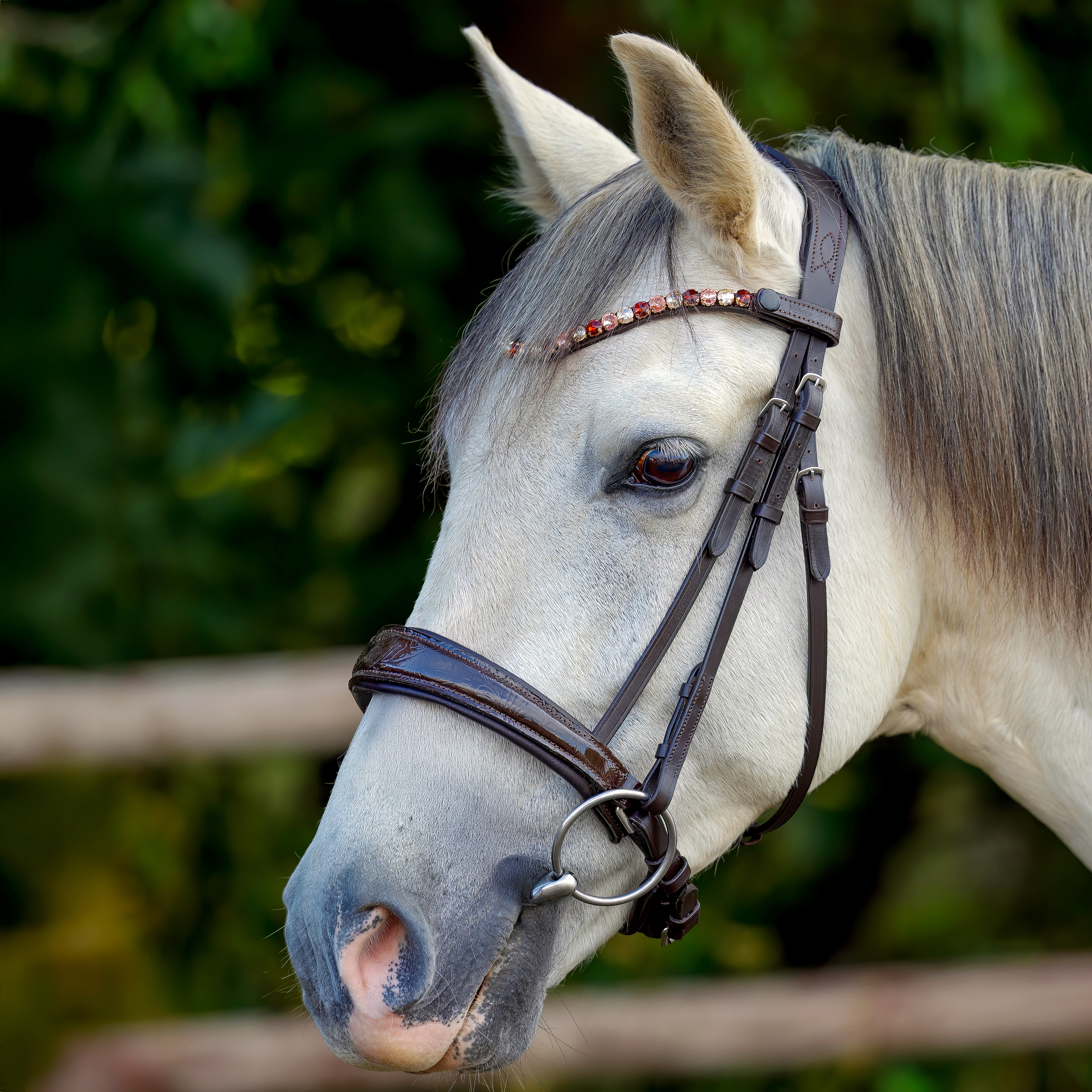 Trense-Paisley-Muster-Braun-Lack-ohne-Sperrriemen