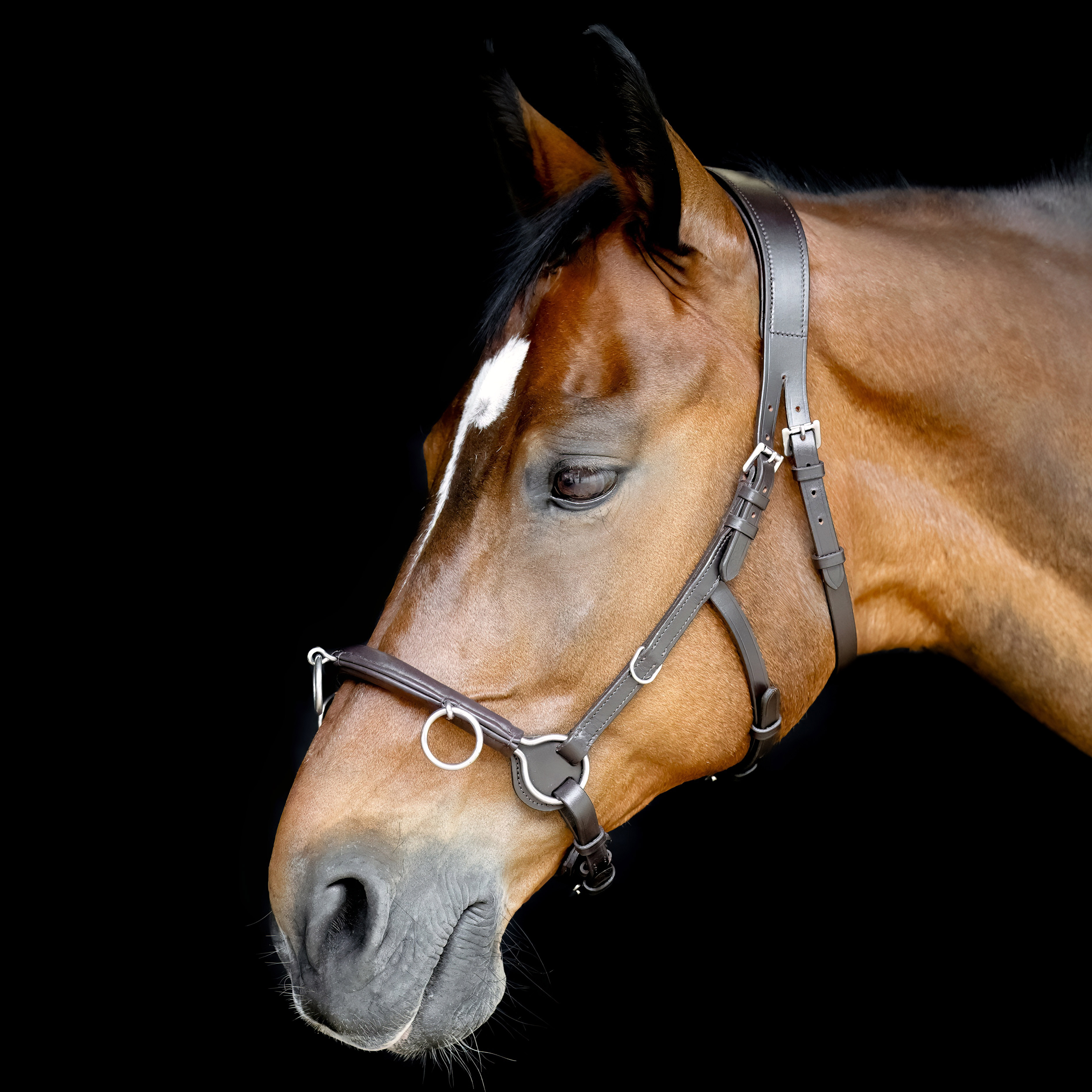 Cavesson-Kappzaum-Cavecon-ohne-Gebissriemen-Braun-Warmblut-Vollblut