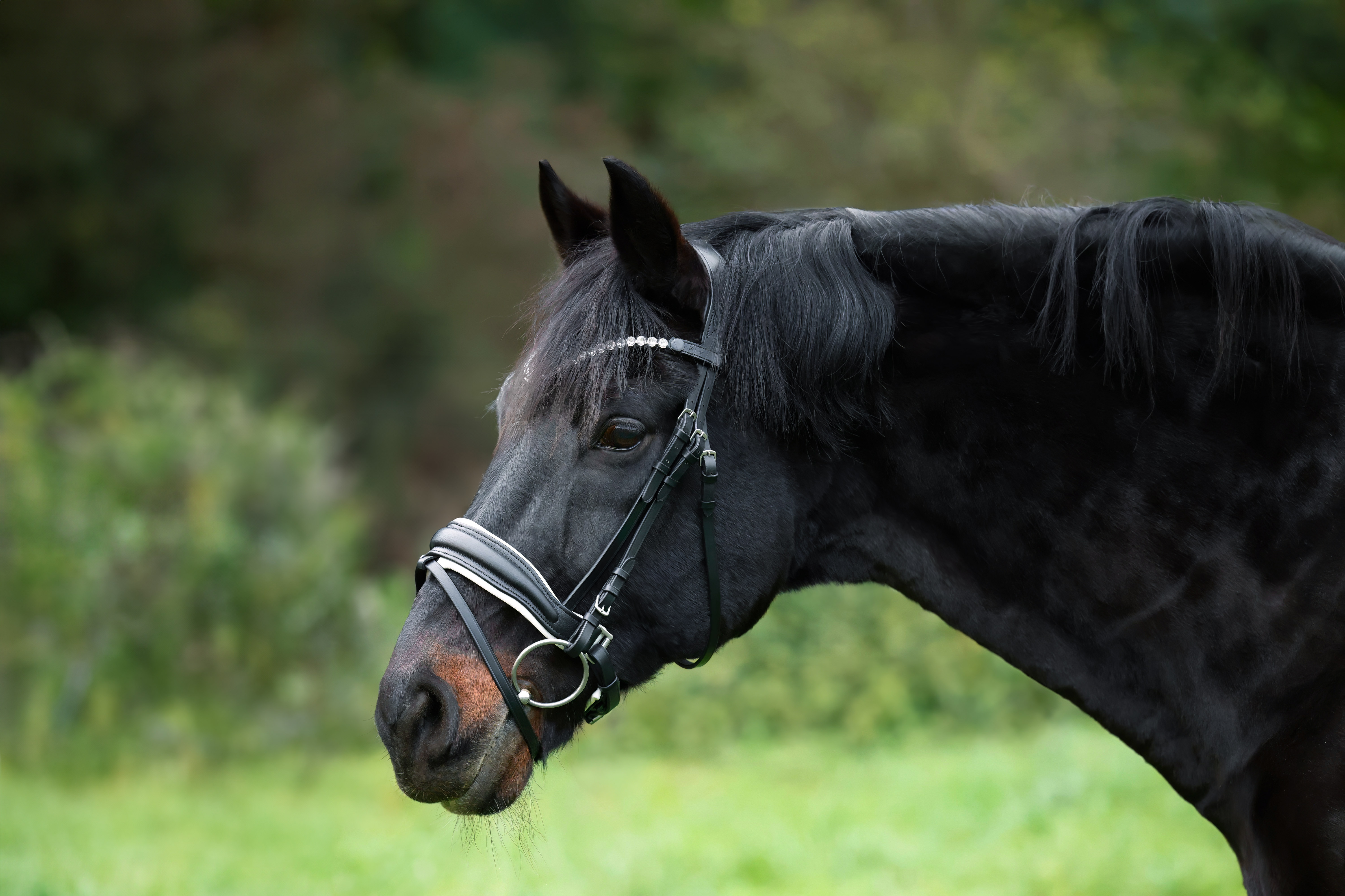 Trense-Custom-Weiss-Schnallen-mit-