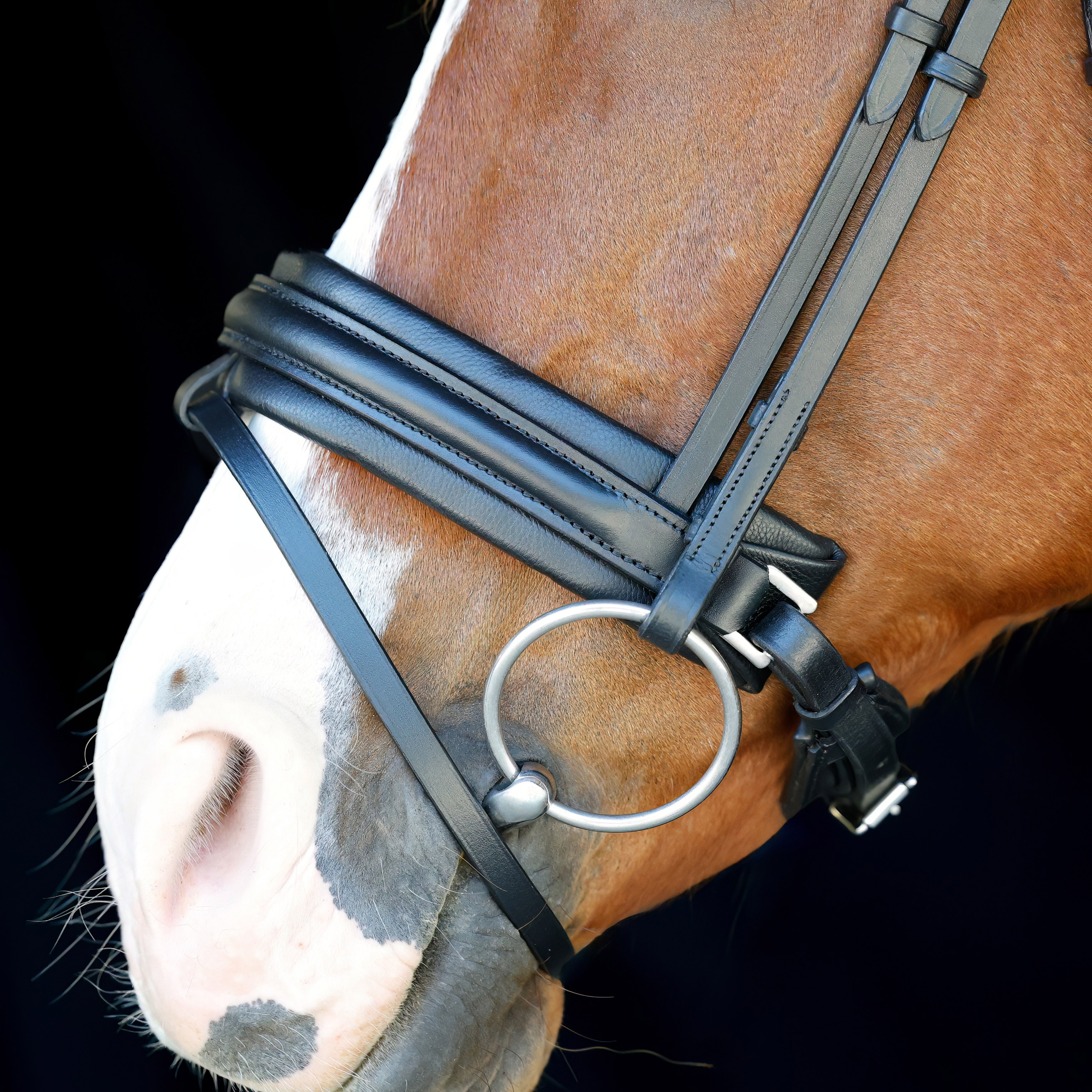 Reithalfter-entfernbarer-Sperrriemen-Motion-Breit-Schwarz