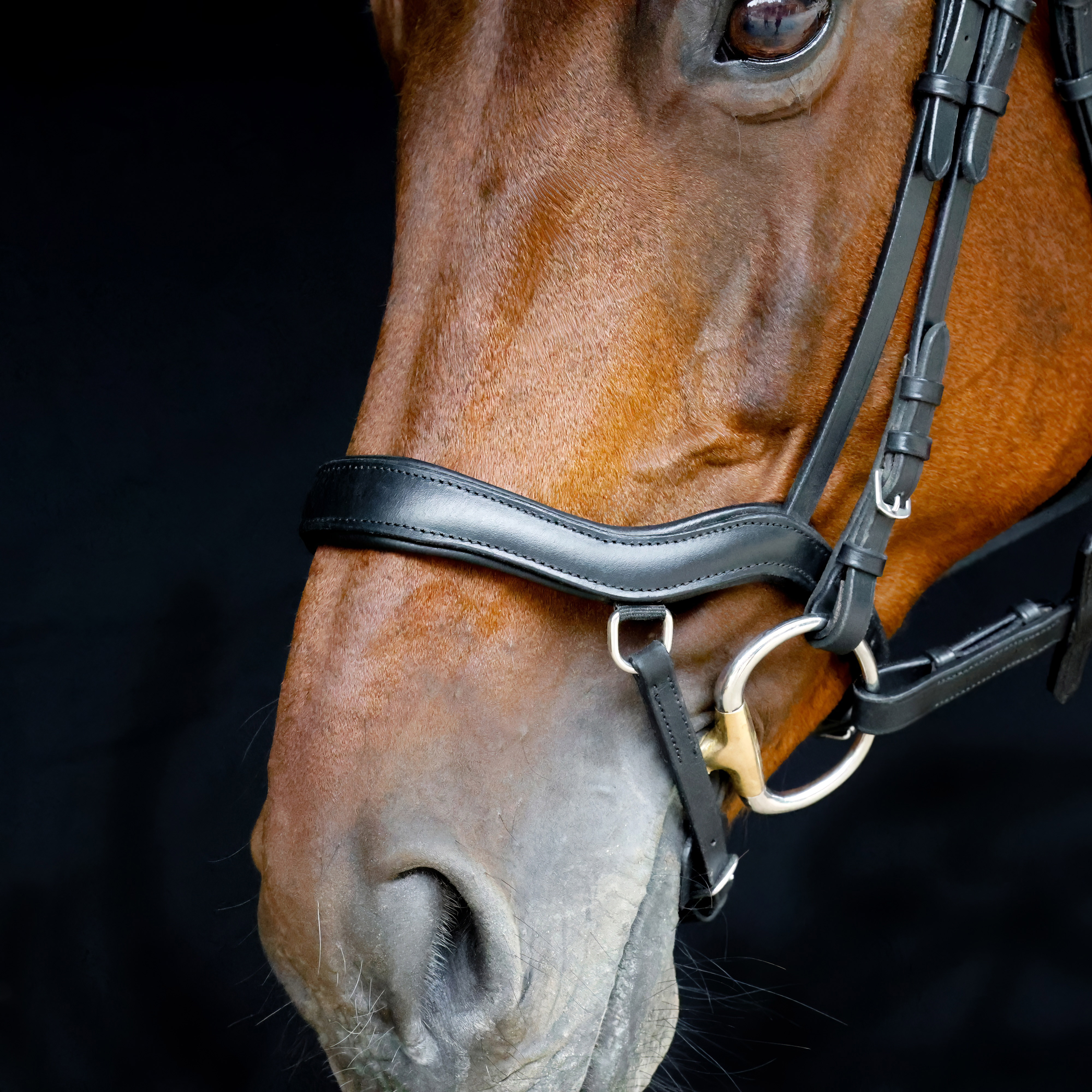 Reithalfter-Anatomic-D-Ring-Anatomisch-Schwarz