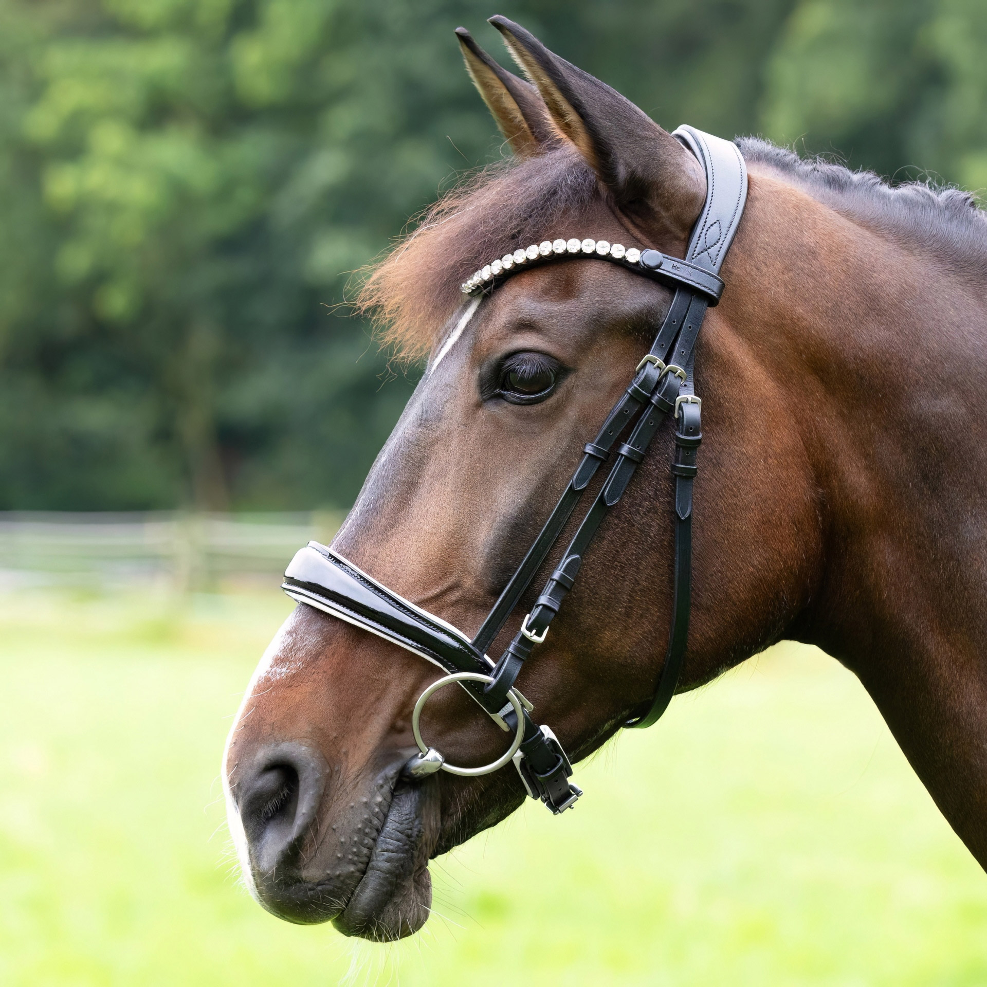 Trense-Competition-ohne-Sperrriemen-Schwarz-Weiss-Lack-Schnallen-Warmblut-Vollblut