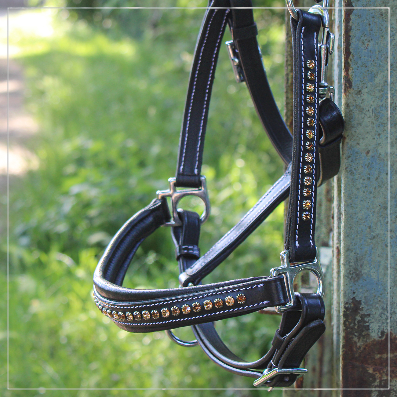 Lederhalfter ProLine Aurum