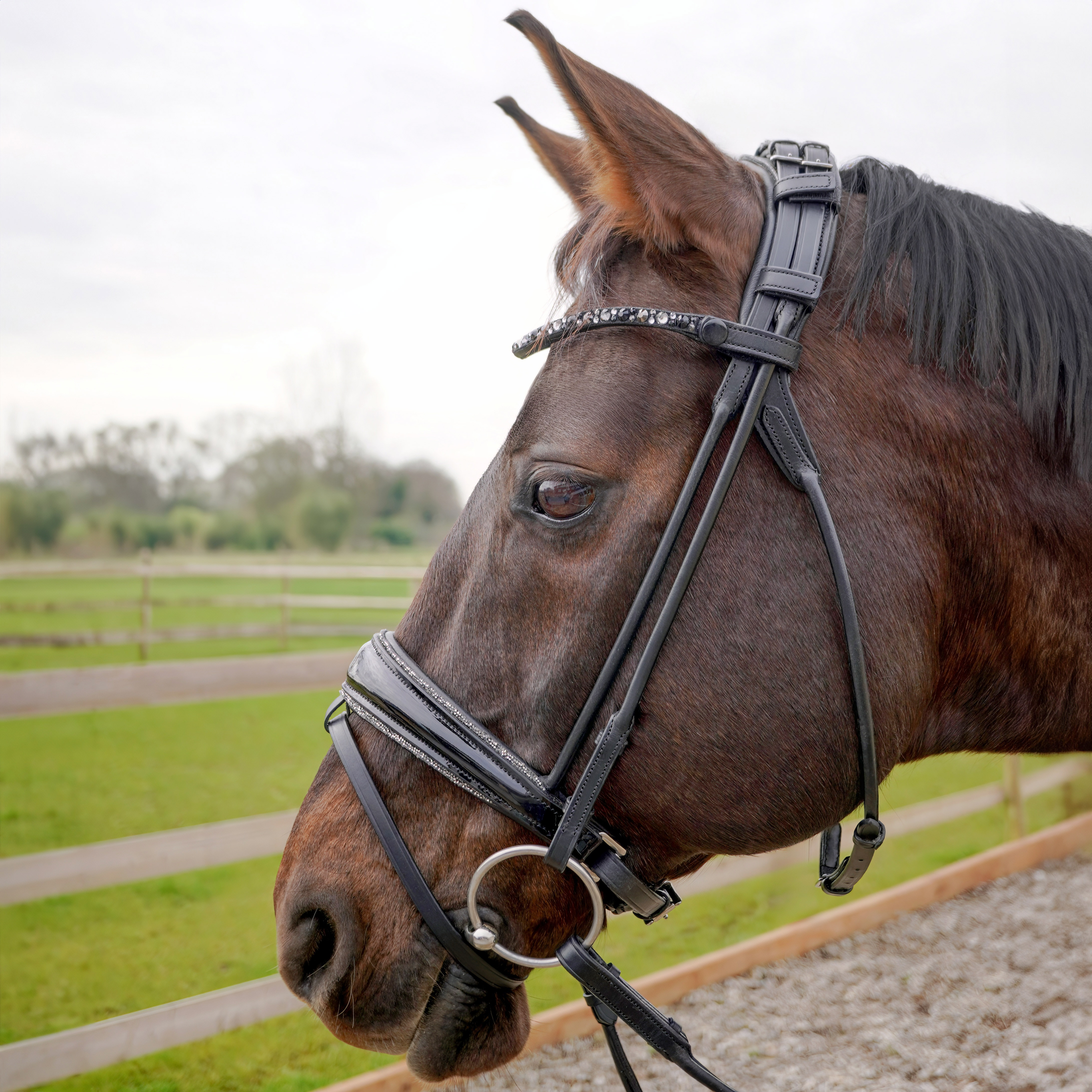 Trense-ProLine-Muenchen-Rund-Glitzer-Nasenriemen-Zaumhaken-entfernbarer-Sperrriemen