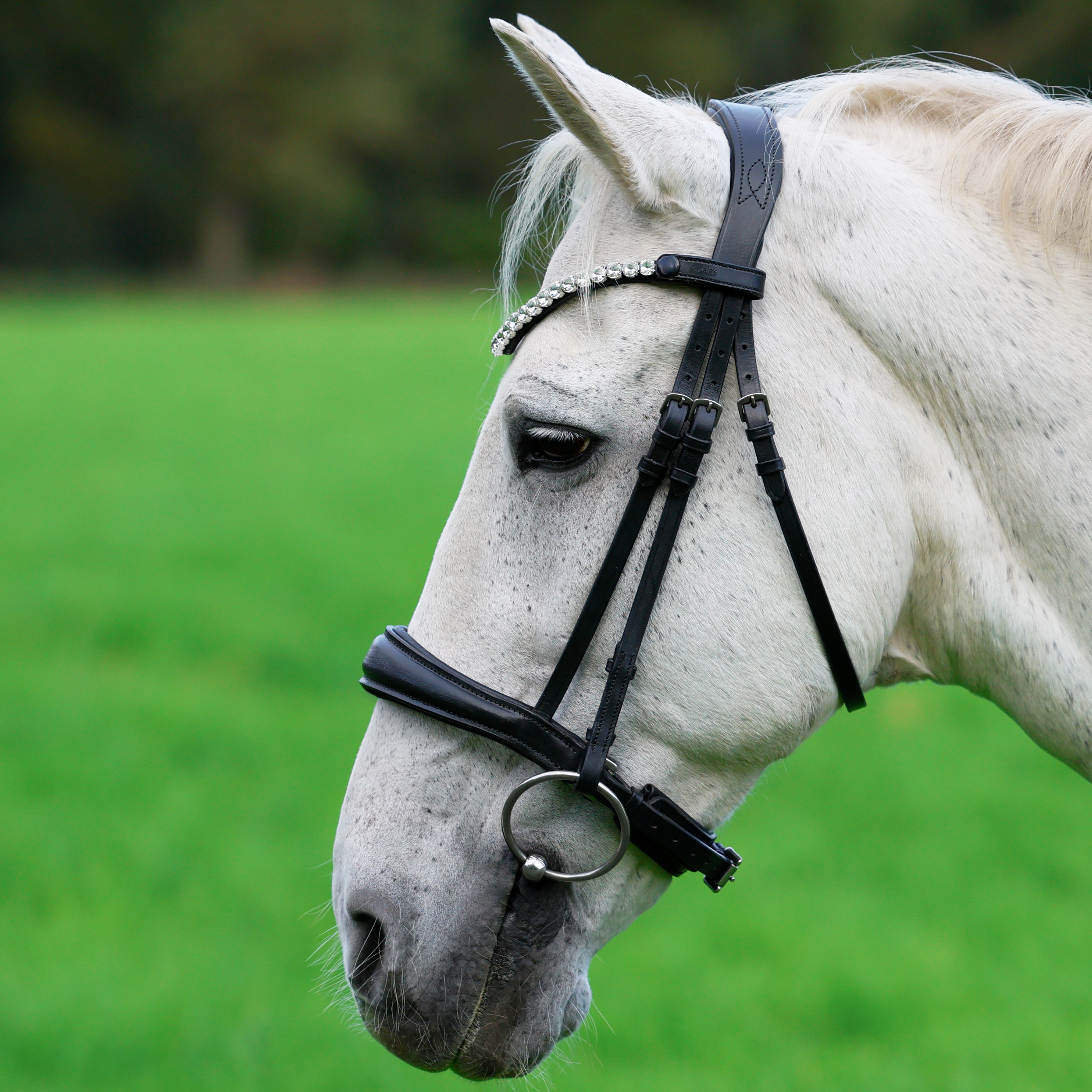 Trense-Competition-Schwarz-ohne-Sperrriemen-Zaumhaken-Warmblut-Vollblut