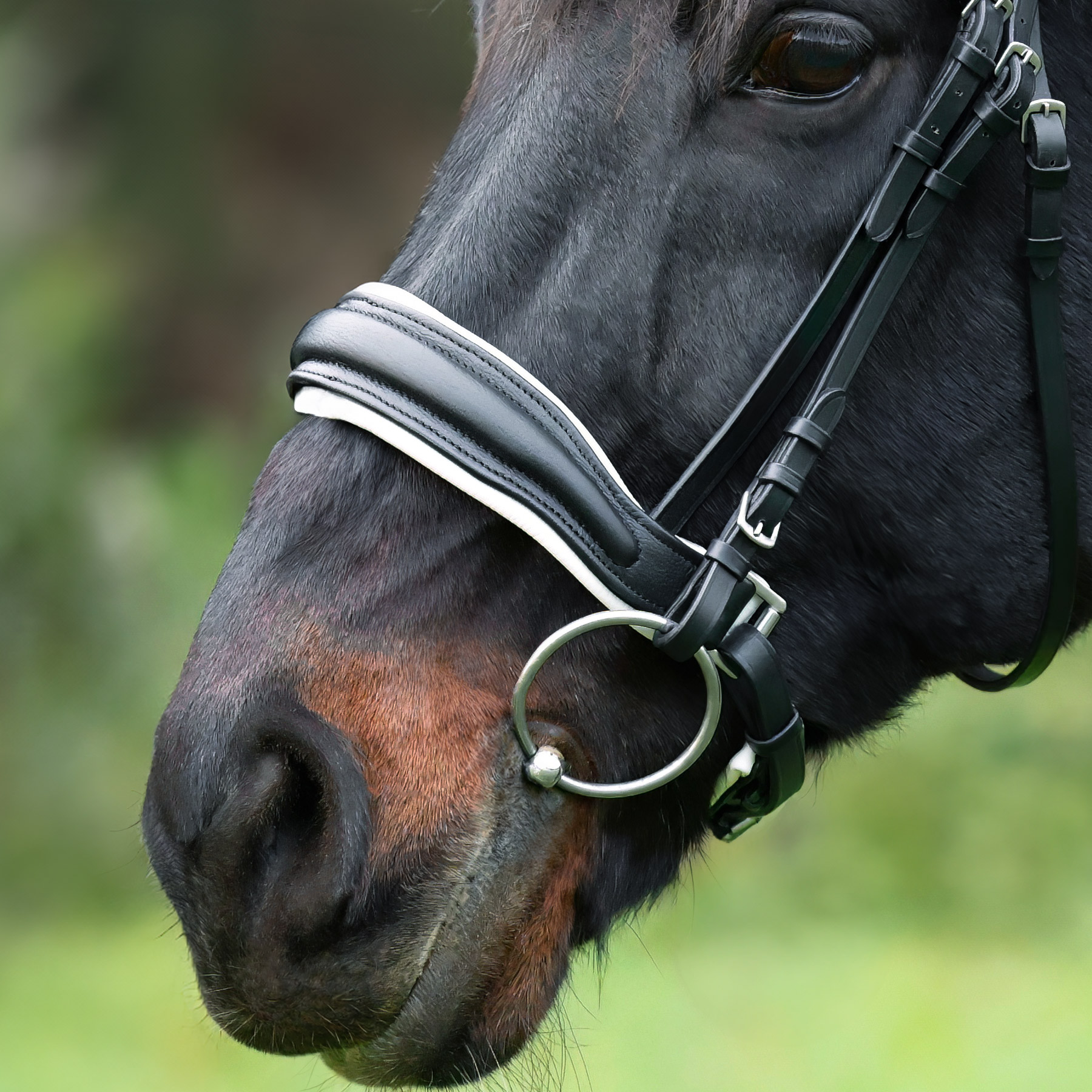 Reithalfter-Custom-Weiss-Schnallen-ohne-Sperrriemen