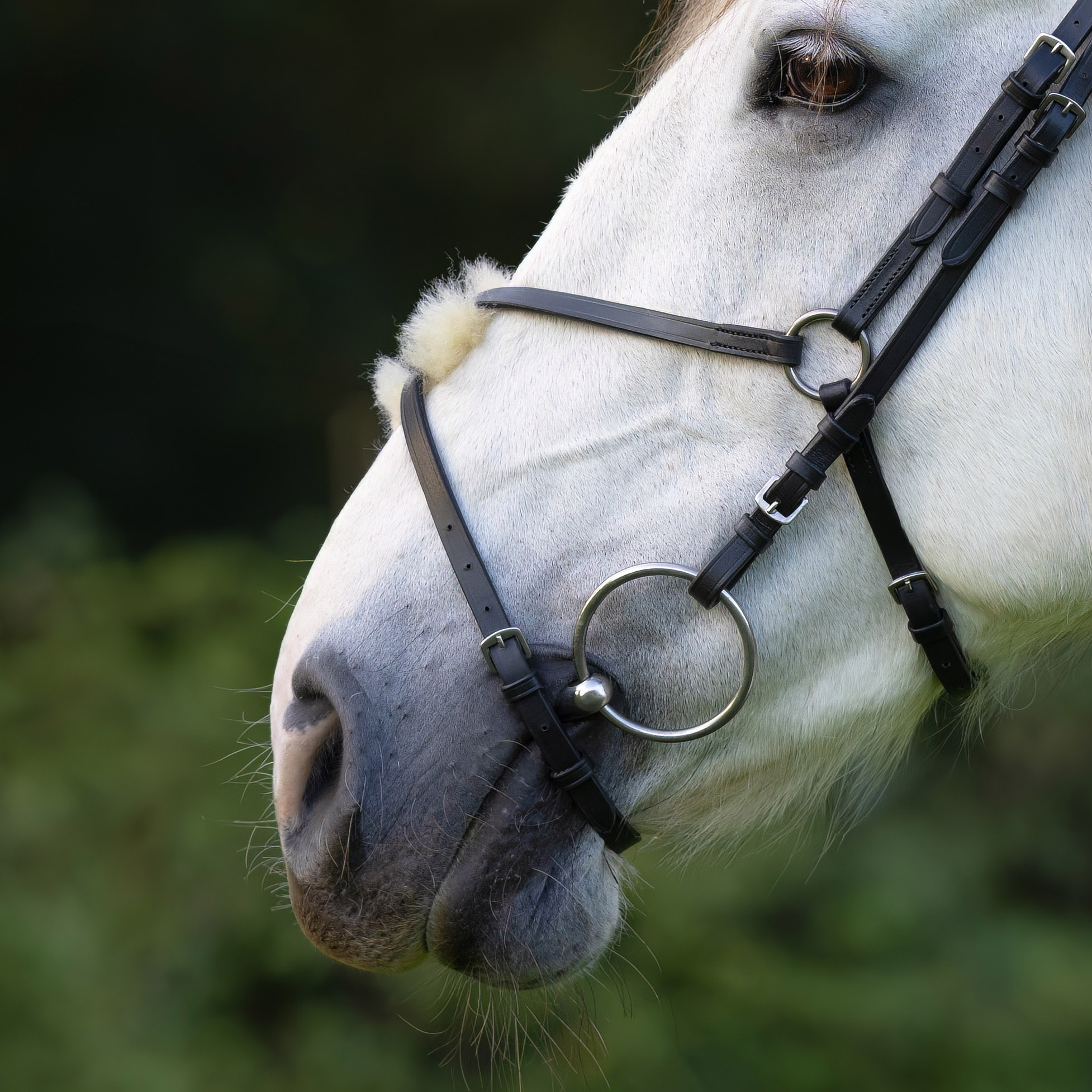 Reithalfter-Mexikanisch-Schnallen-Schwarz