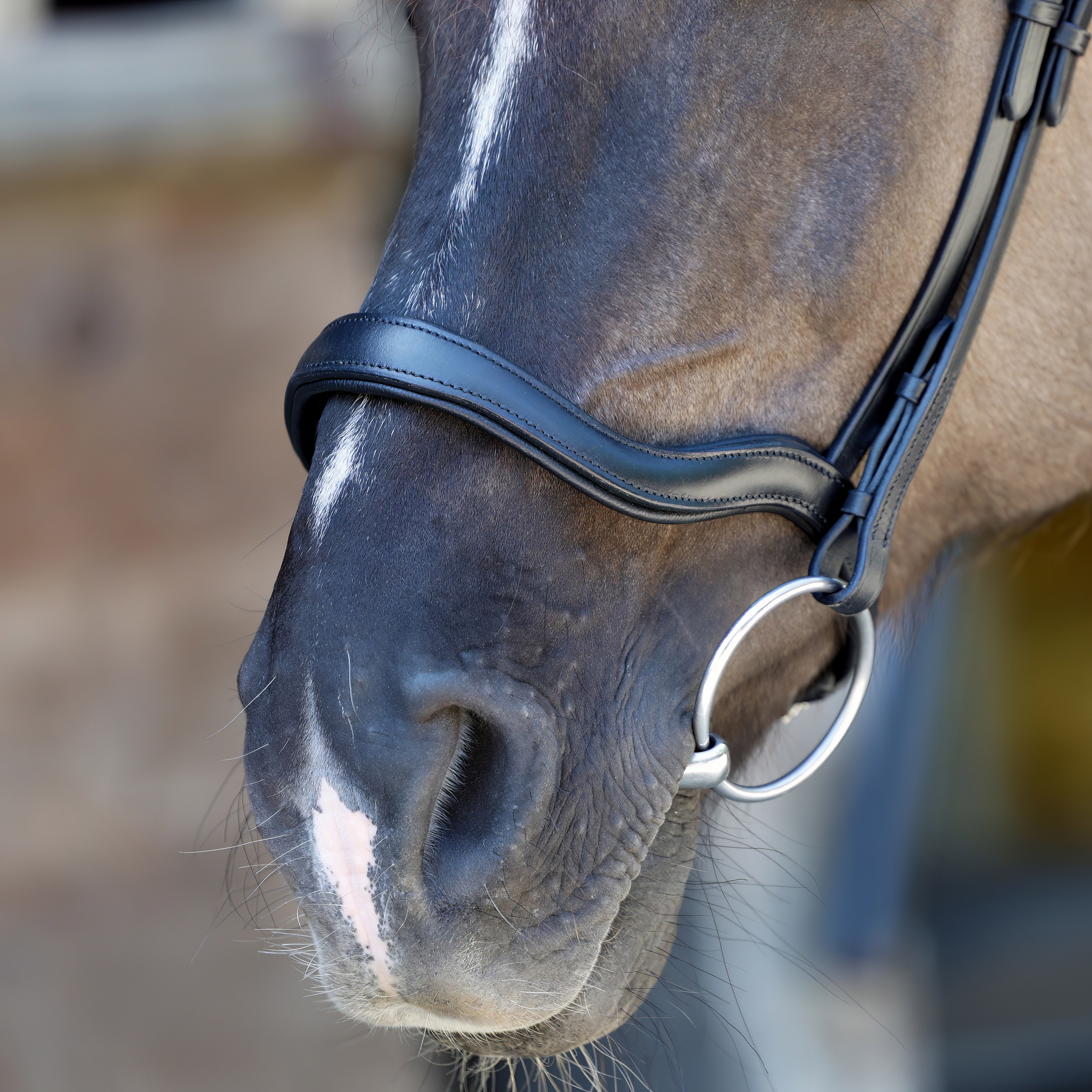 Reithalfter-Schwarz-Anatomic-ohne-Sperriemen-Anatomisch