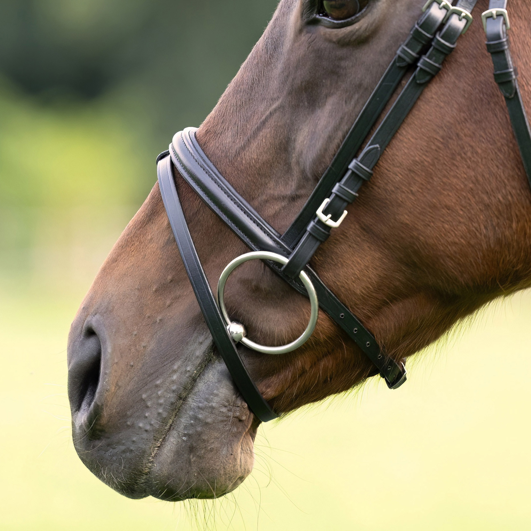 Reithalfter-Comfort-englisch-kombiniert-Schnallen-schwarz