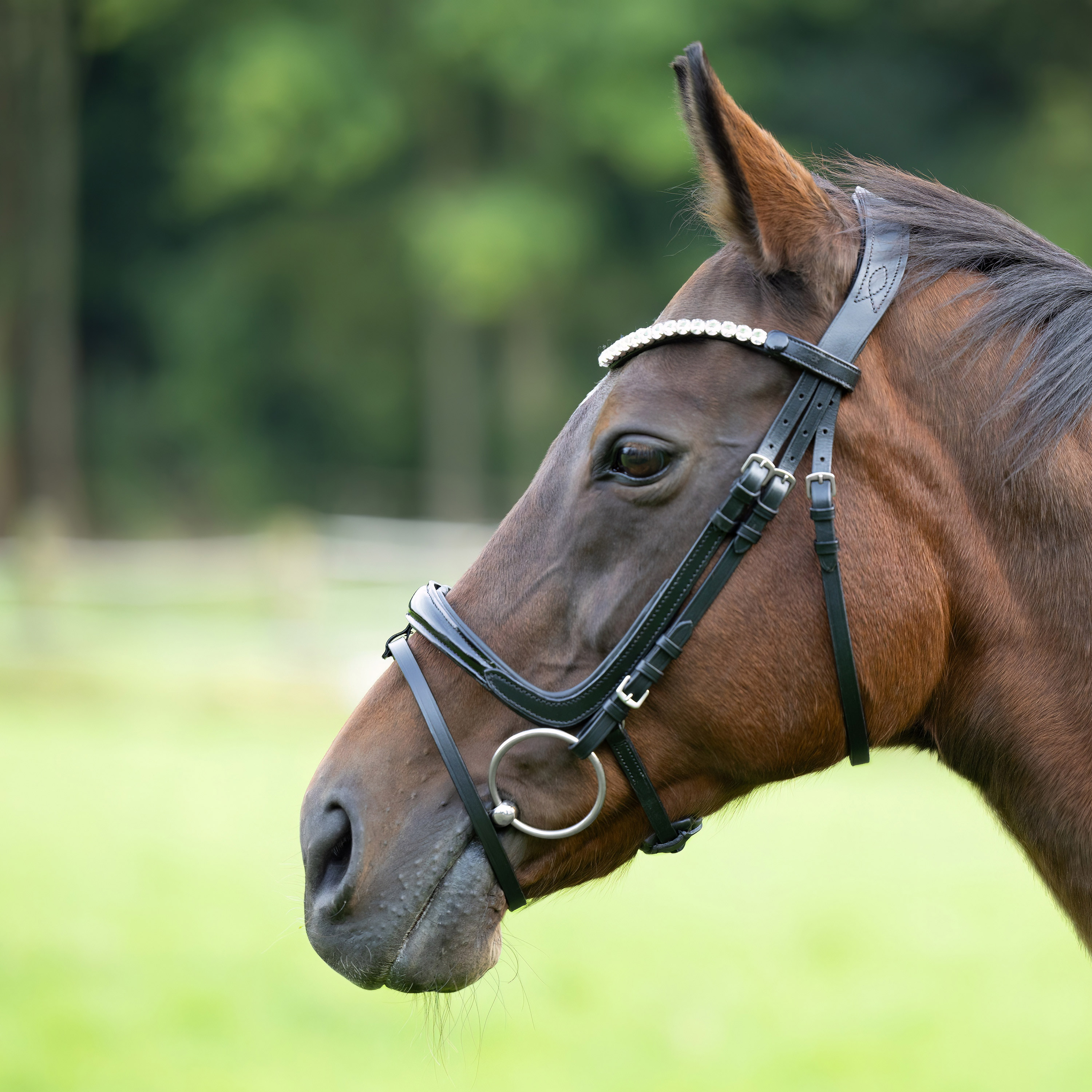 Trense-Fenja-abnehmbarer-Sperrriemen-Lack-Schnallen-schwarz