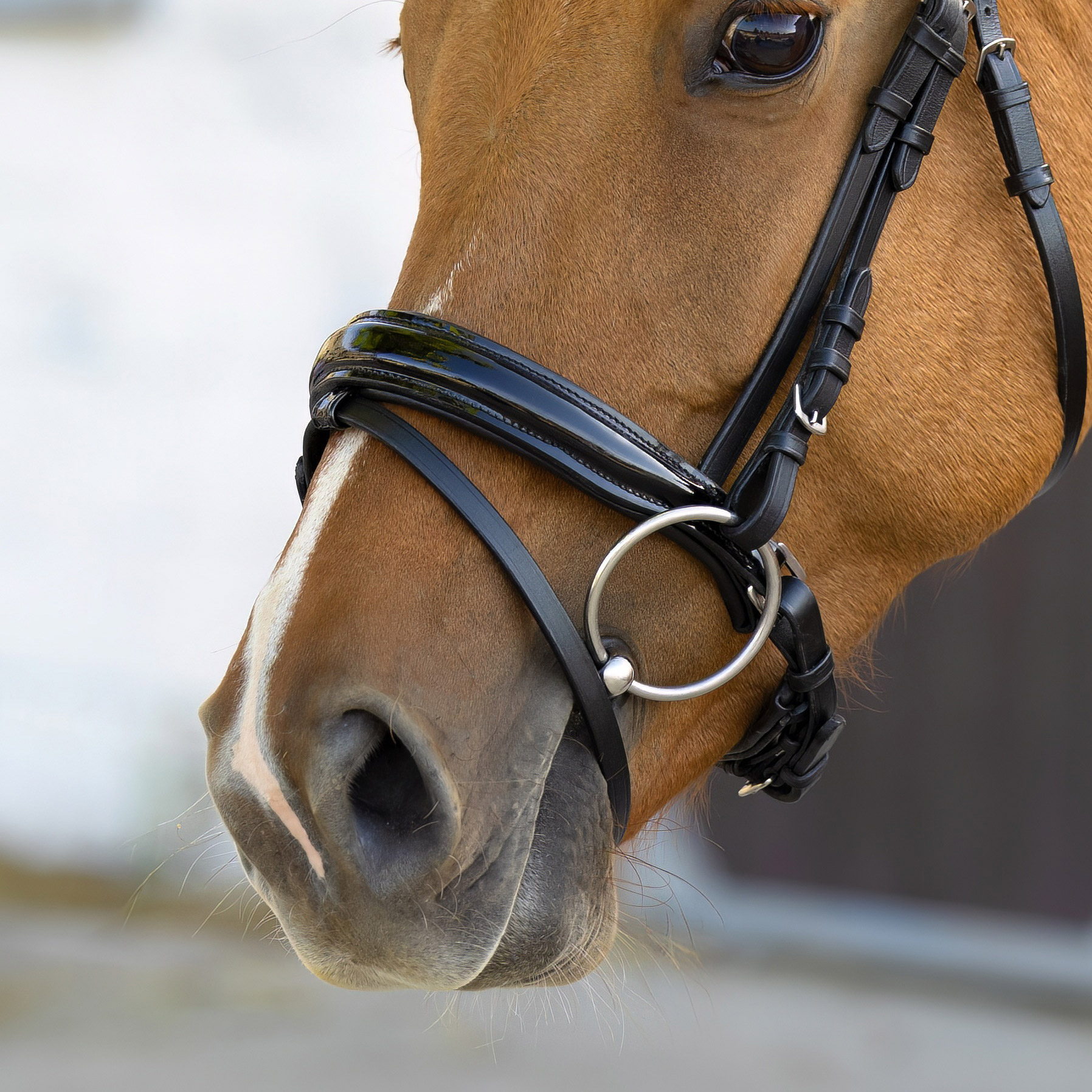 Reithalfter-Selection-Schwarz-Lack-mit-Schnallen