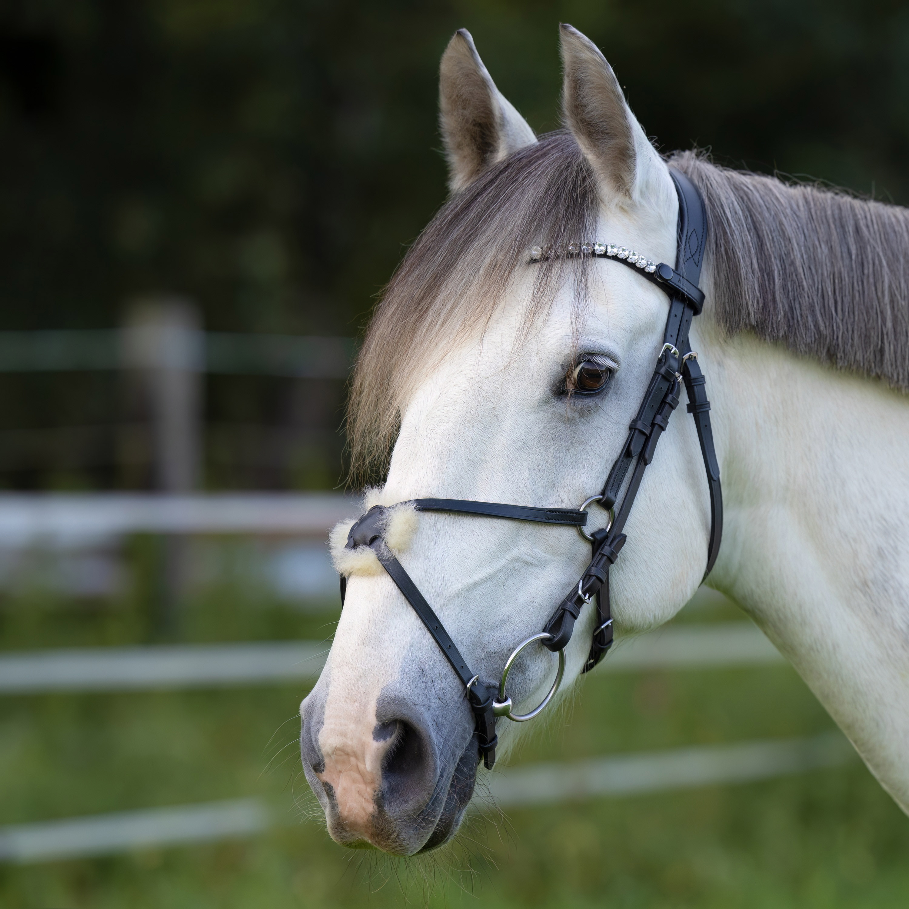 Trense-anatomisch-Mexikanisch-Schnallen-Schwarz