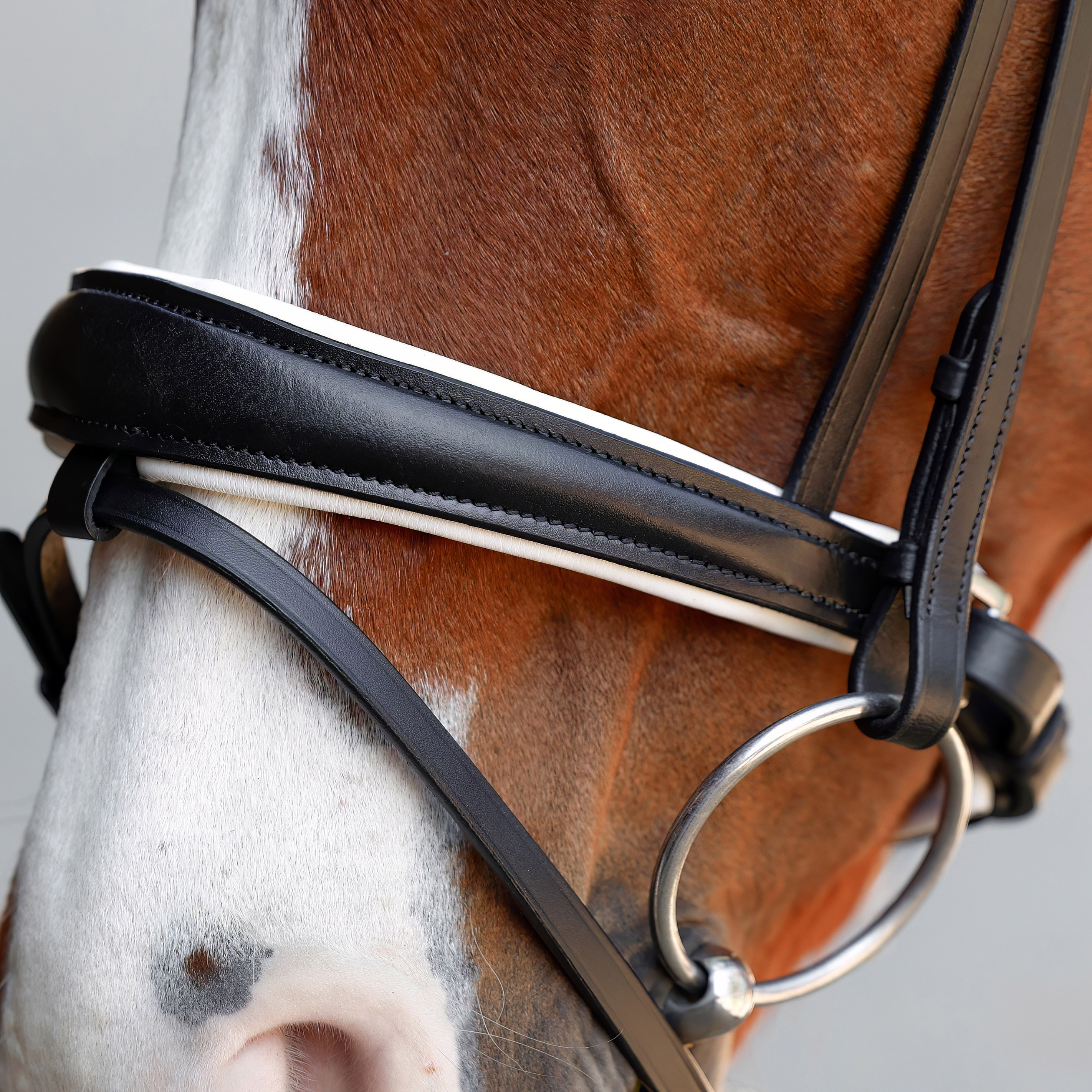 Reithalfter-entfernbarer-Sperrriemen-Performance-Schwarz-Weiss