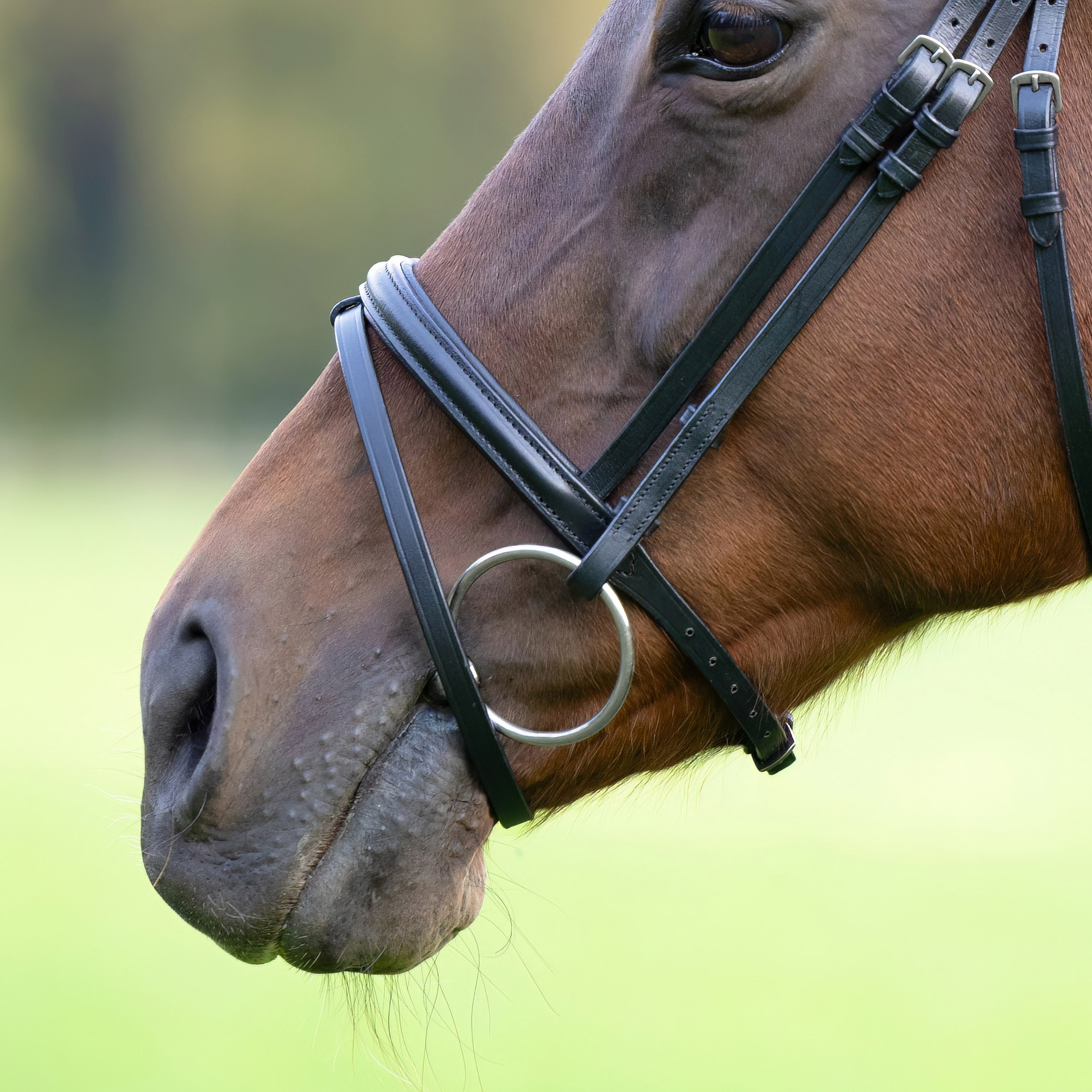 Reithalfter-Comfort-englisch-kombiniert-Zaumhaken-schwarz