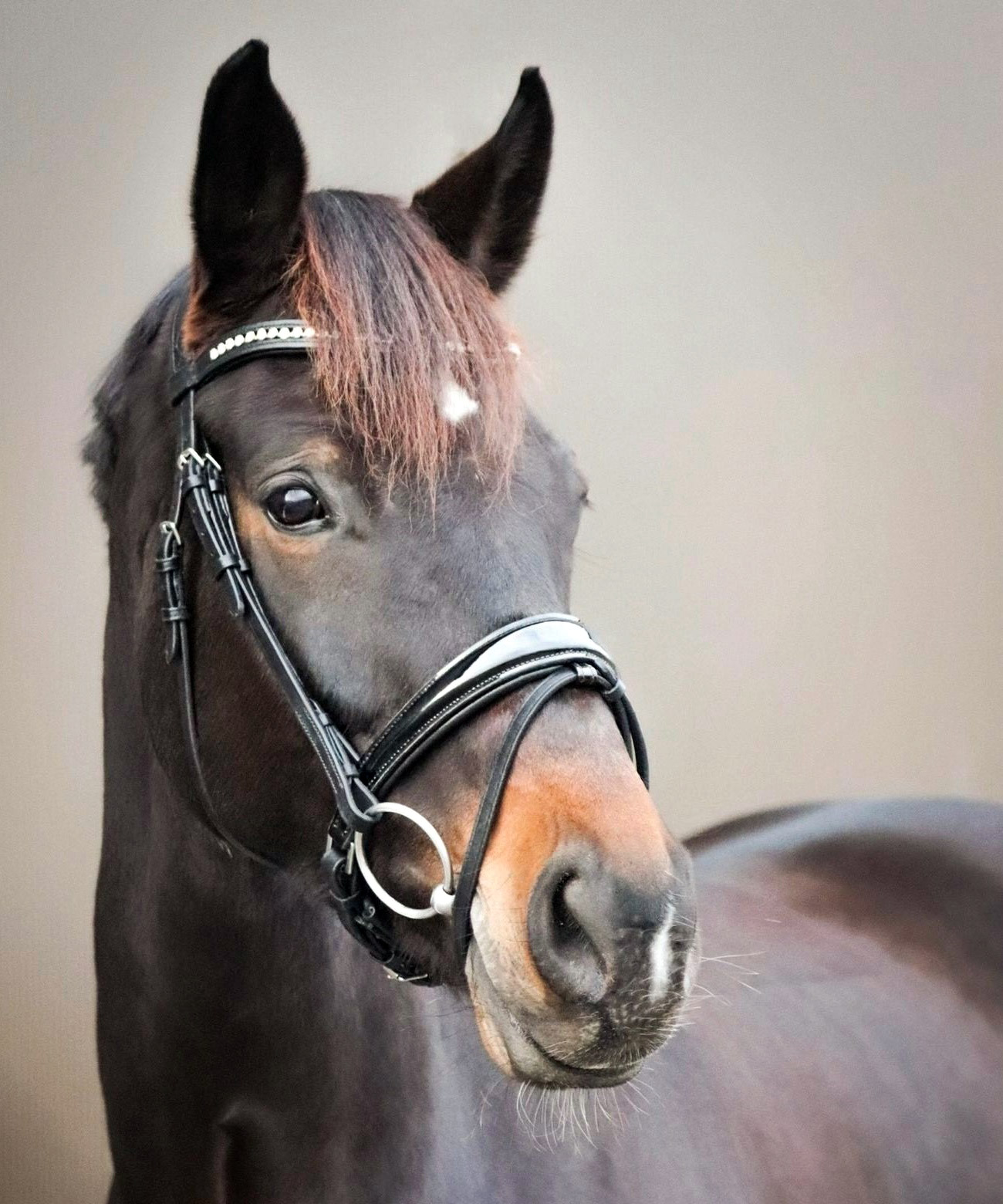 Anatomische-Trense-Performance-Schwarz-Lack