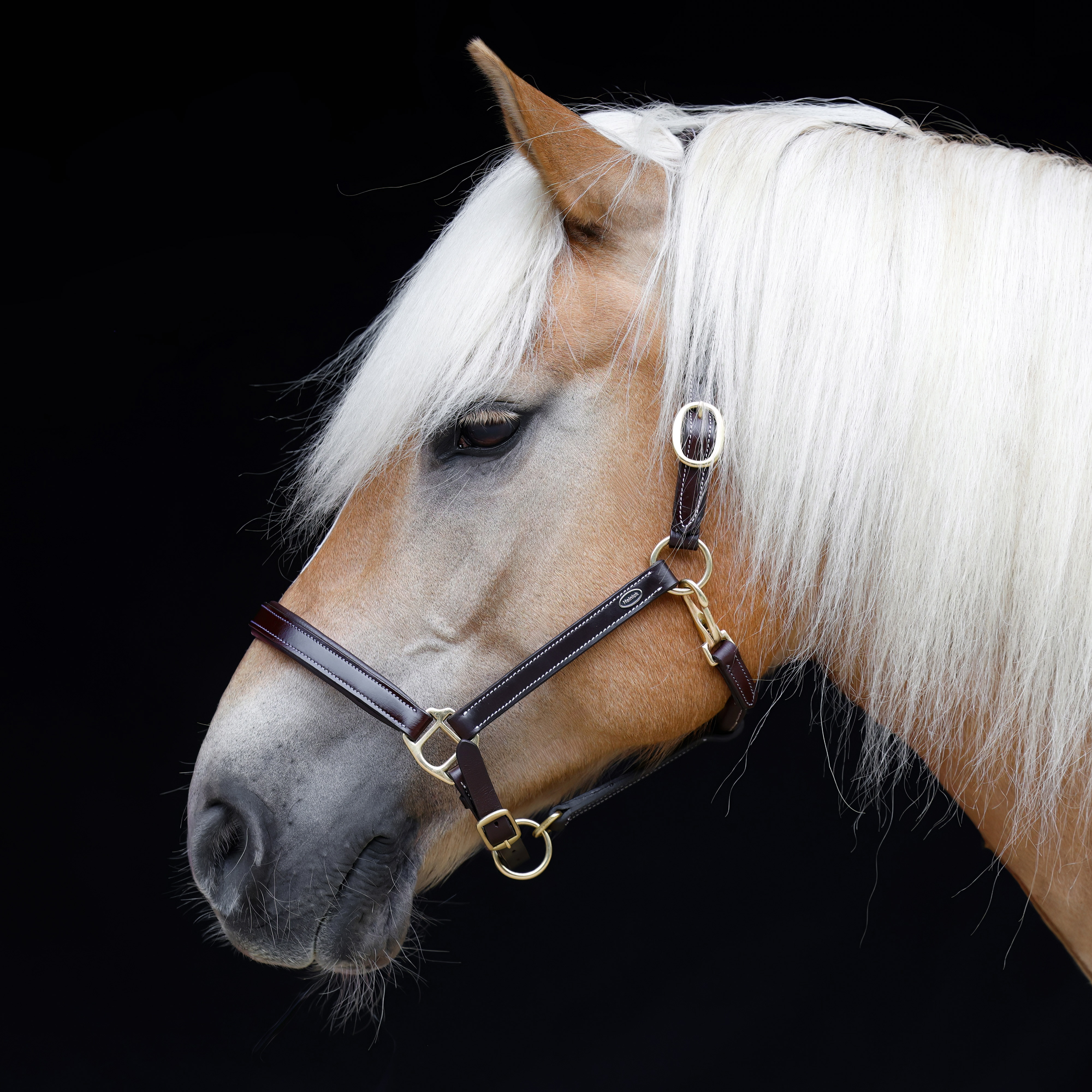 Lederhalfter-Nero-Rundgenaeht-Braun