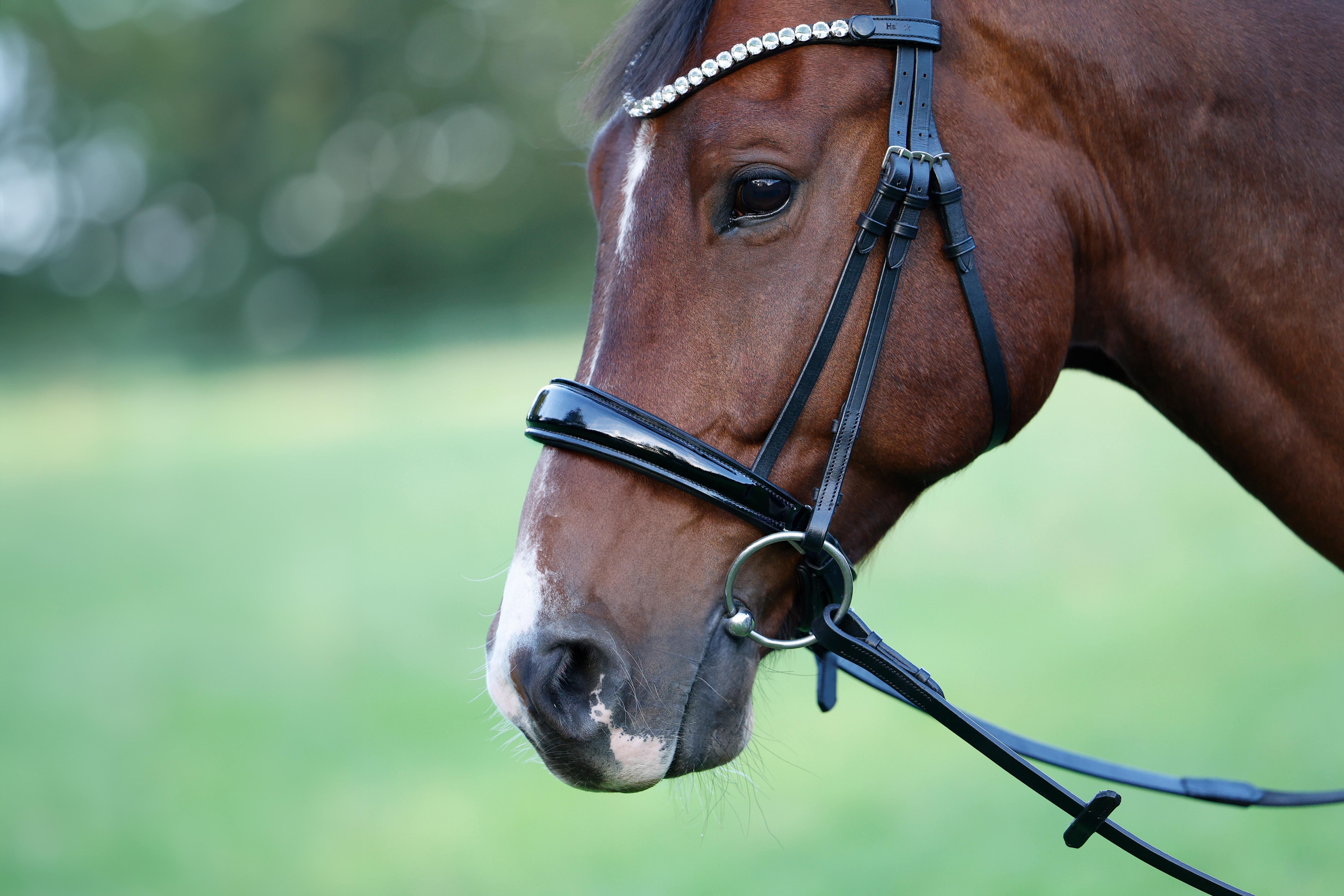 Reithalfter-Performance-ohne-Sperrriemen-Lack-Schnallen-schwarz