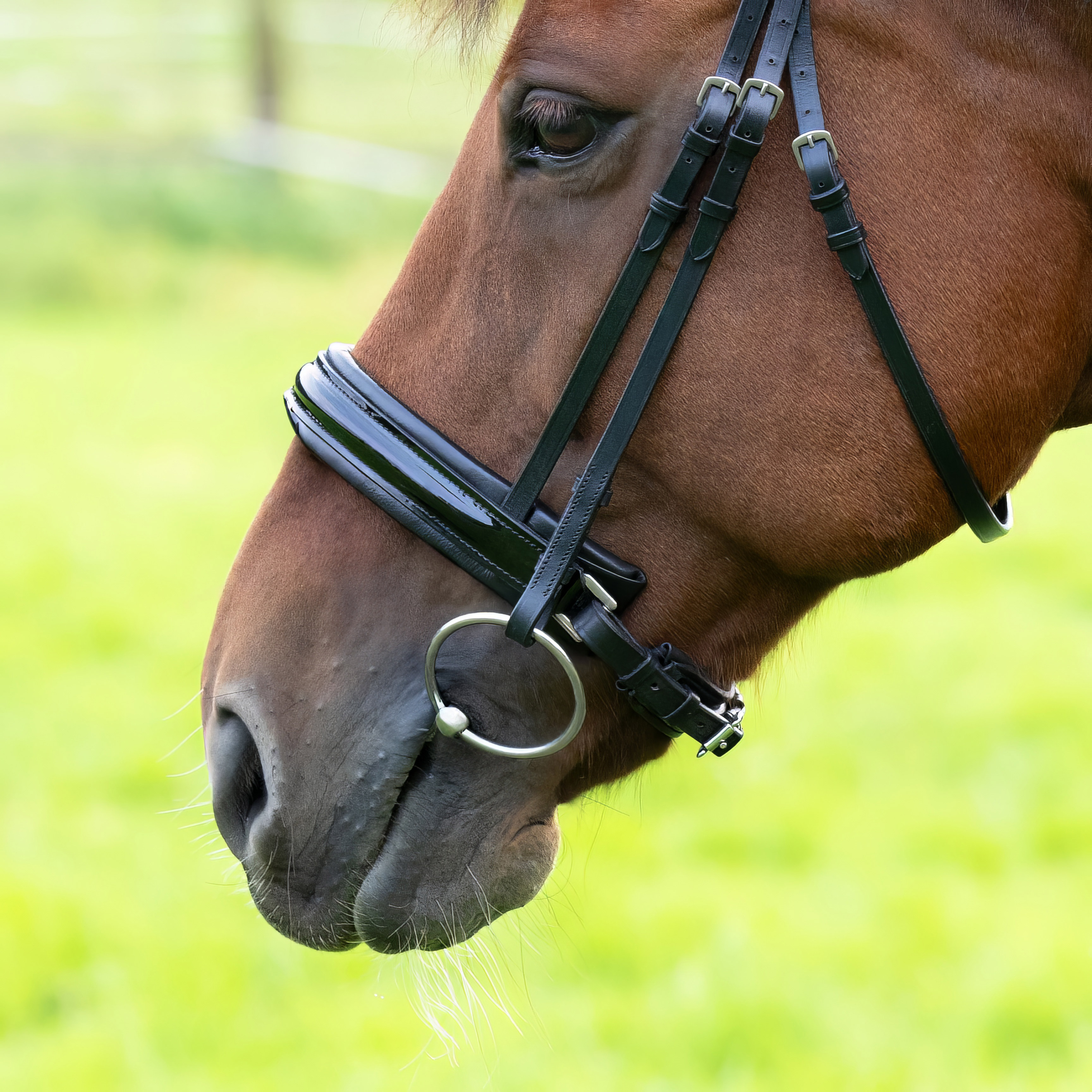 Reithalfter-Extra-Breit-Motion-Schwarz-Zaumhaken-Lack-ohne-Sperrriemen