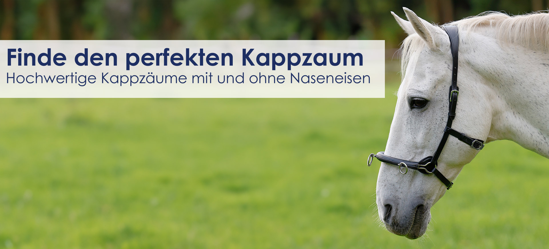 kappzaum-finden-richtiger-zum-pferd-passt-beser-kappzaeume-arten-mit-eisen-ohne-naseneisen-cavecon-cavesson-warmblut-vollblut