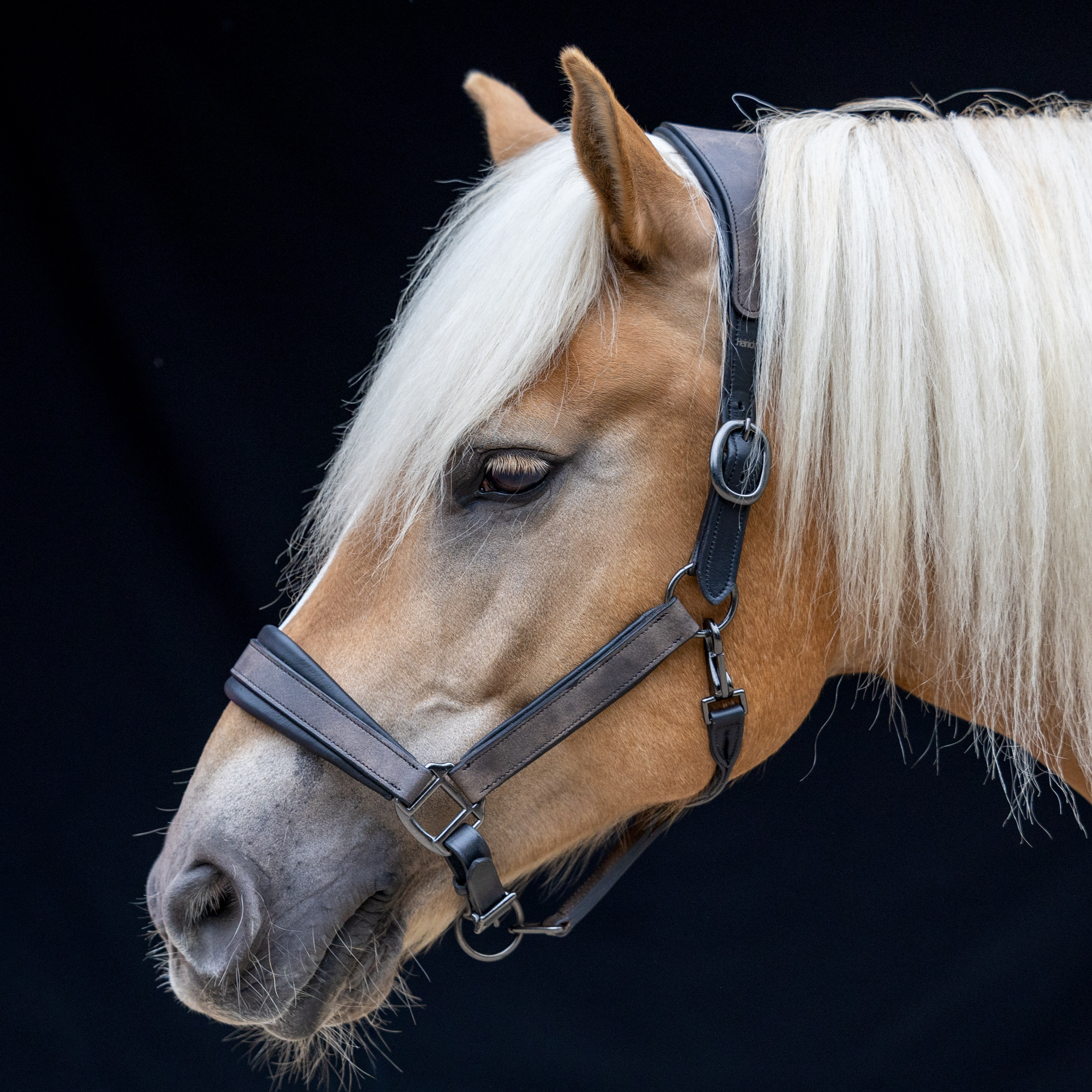 Lederhalfter-Pilow-Rund-Softleder-Schwarz-Melange