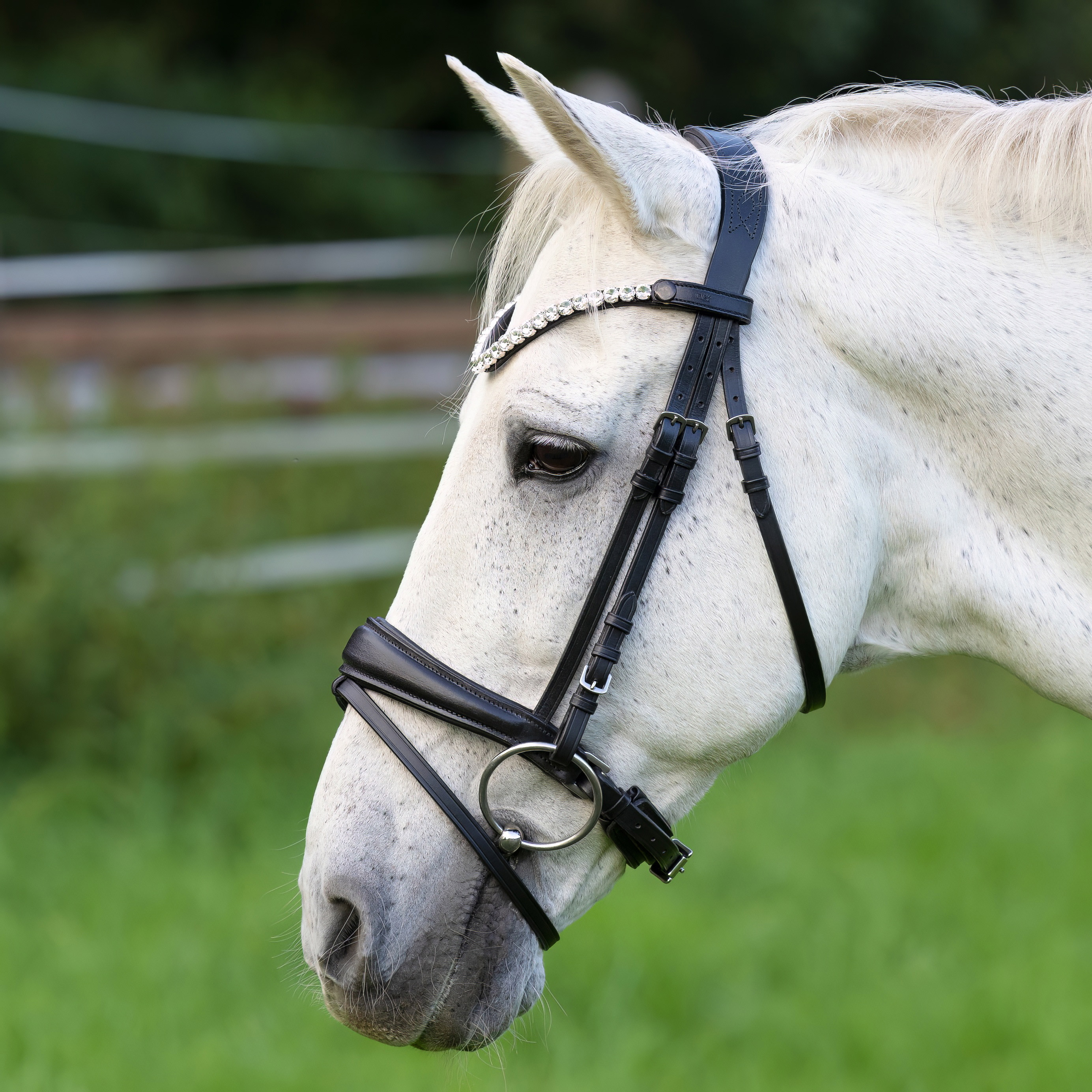 Trense-Competition-Schwarz-Schnallen-Warmblut-Vollblut