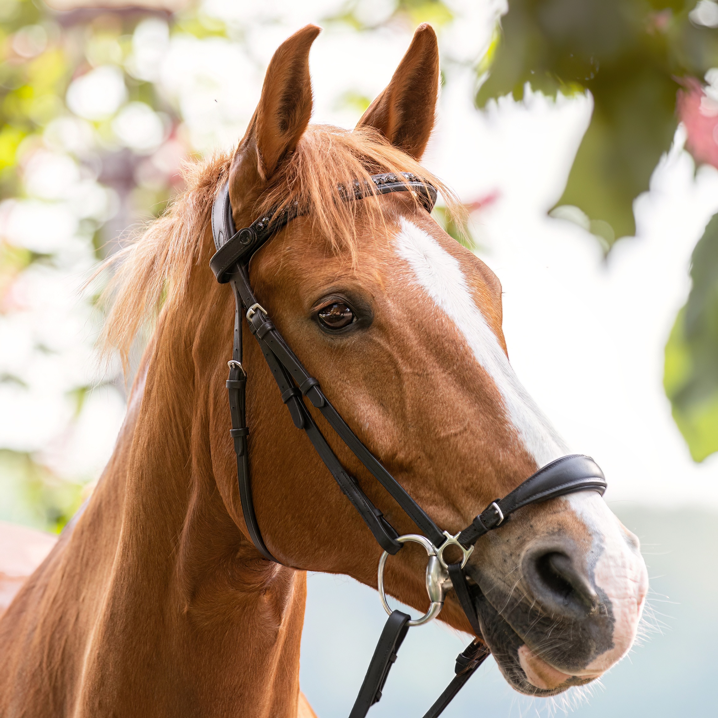 Trense-Stride-Hannoversch-Schwarz