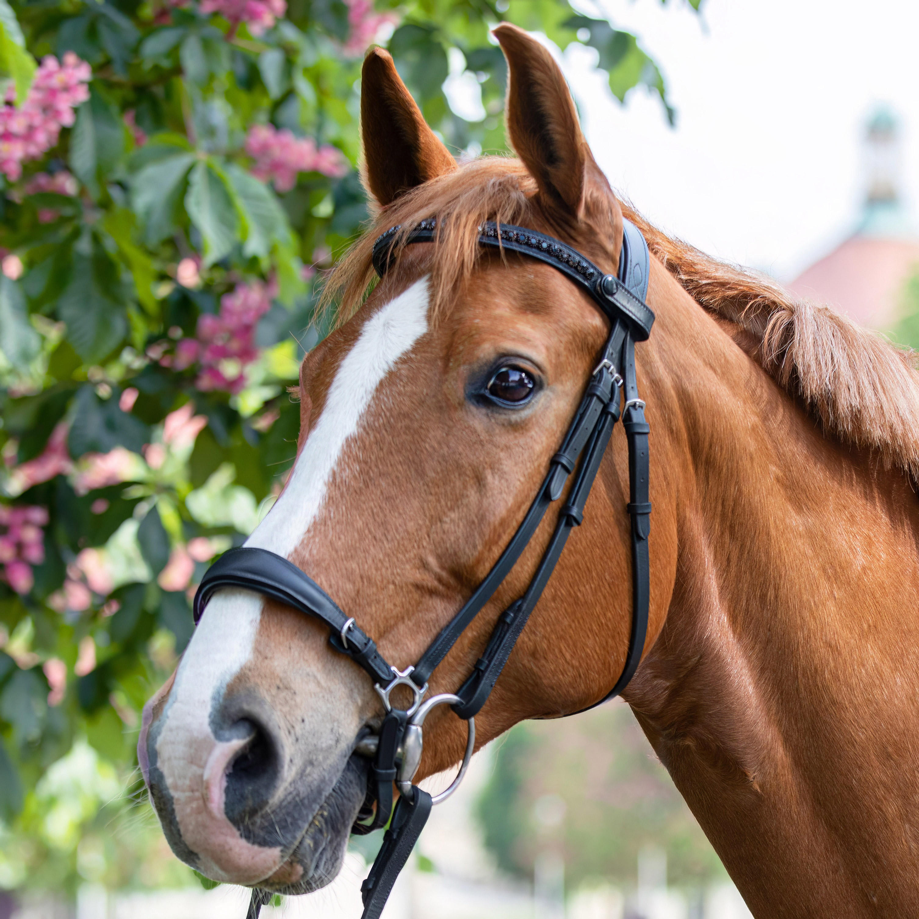 Trense-Stride-Hannoversches-Reithalfter-Schwarz