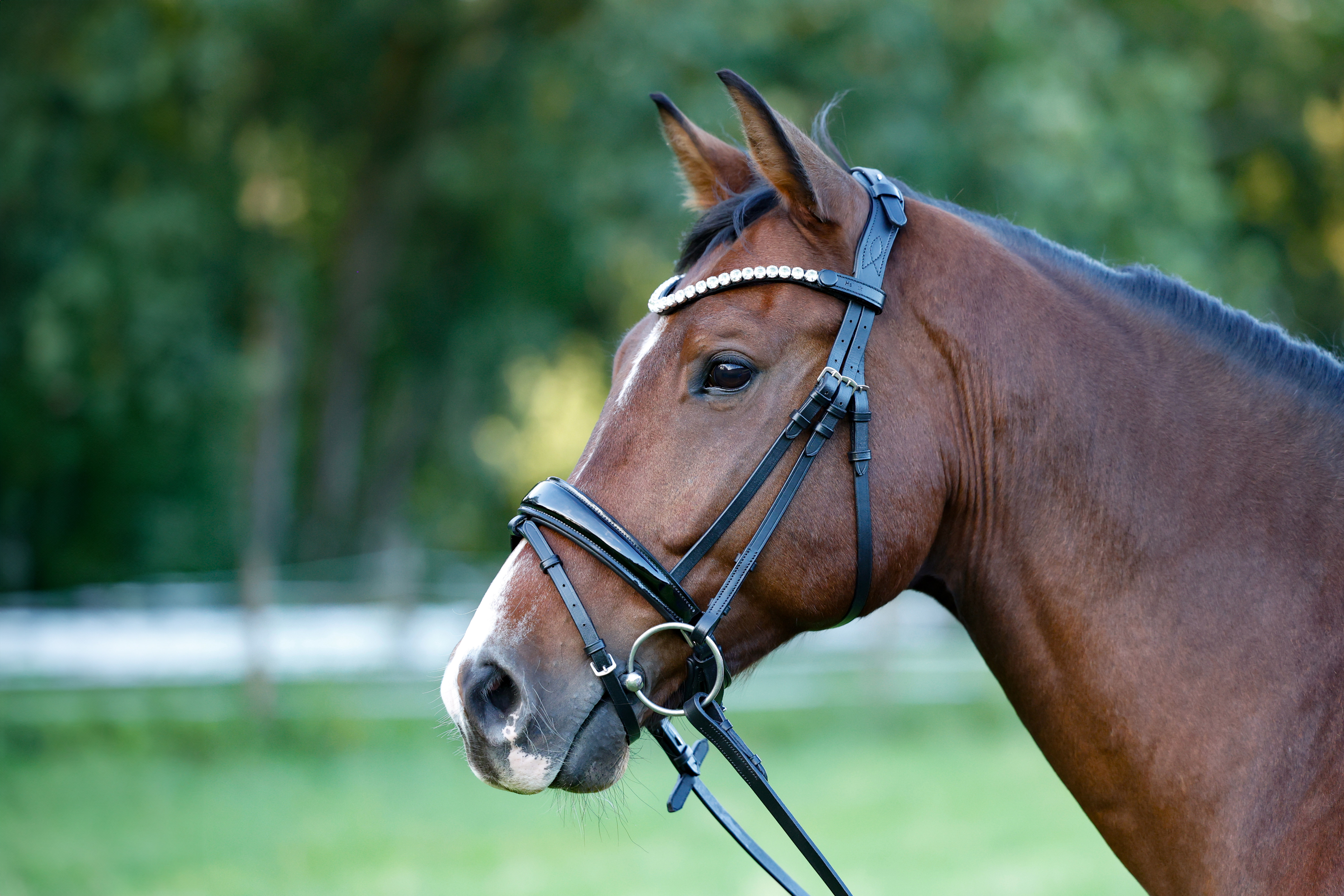 Trense-Performance-abnehmbarer-Sperrriemen-Lack-Zaumhaken-schwarz