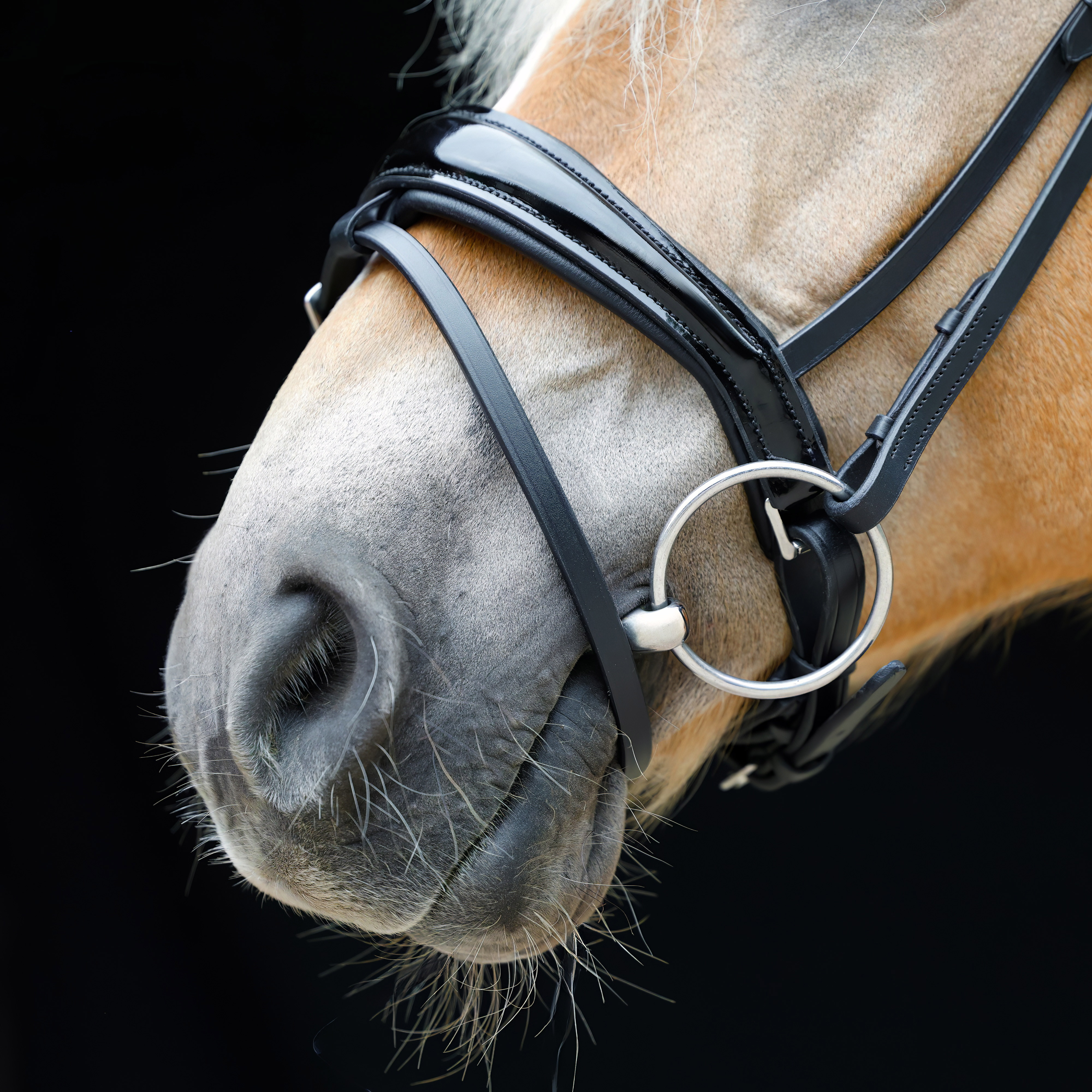 Reithalfter-Competition-abnehmbarer-Sperrriemen-Schwarz-Lack-Zaumhaken