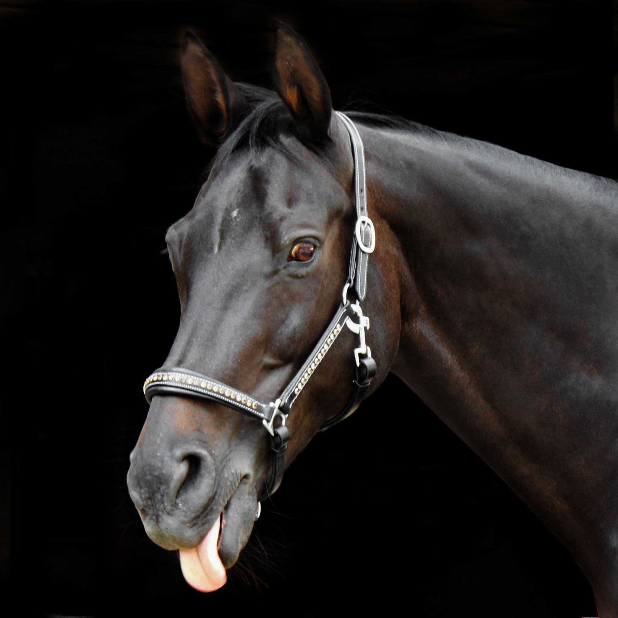 Lederhalfter-Diamant-Strass-Weiss-Steine