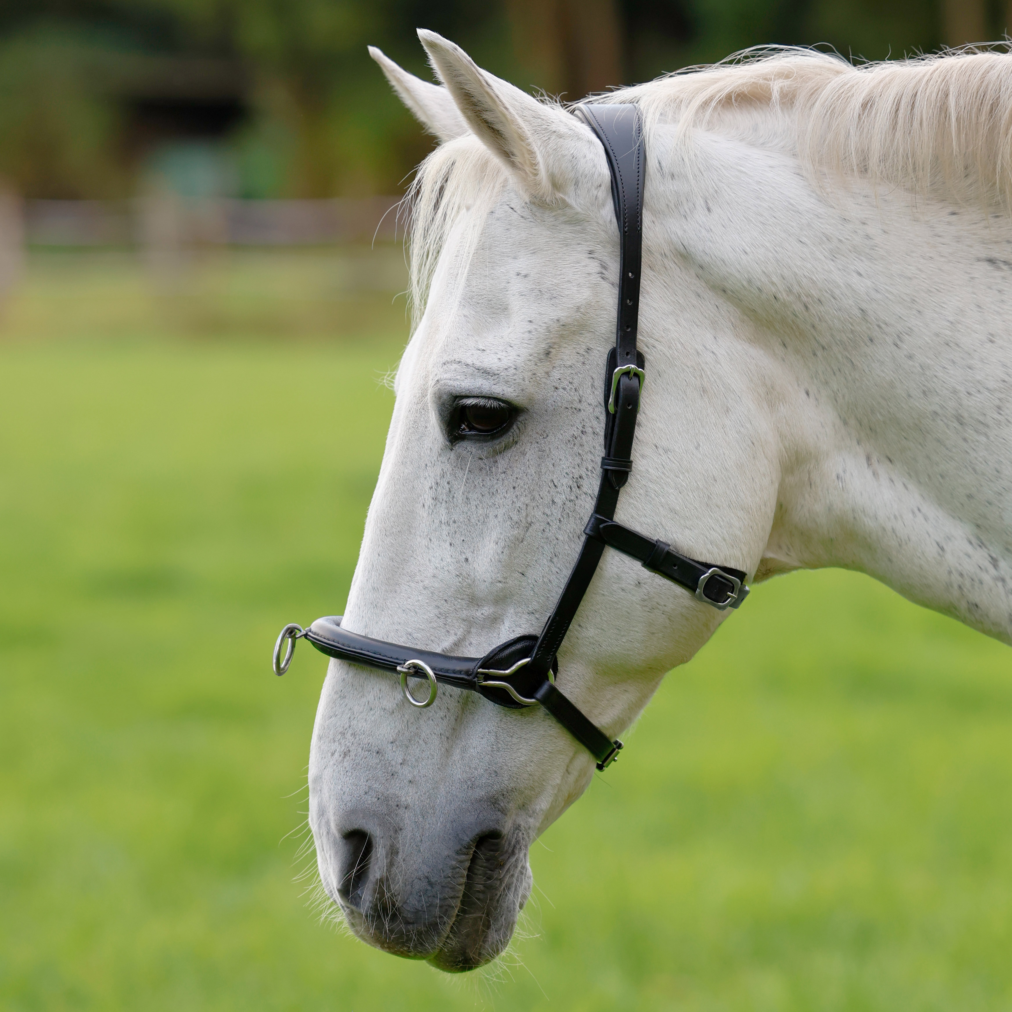 Cavesson-Schwarz-Warmblut-Vollblut