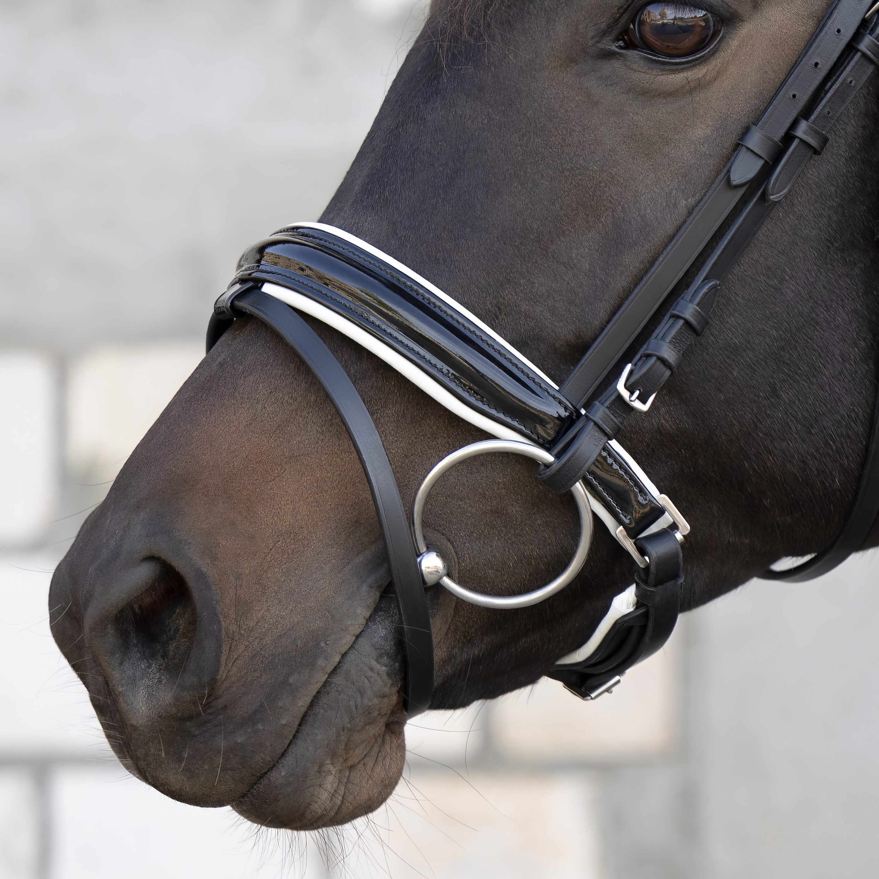 Reithalfter-Selection-Weiss-Lack-Schnallen